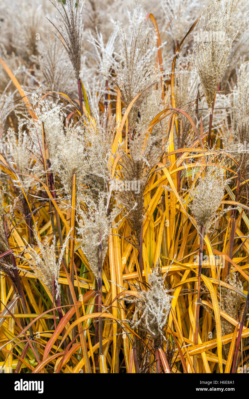 Chinesische silber Gras gelbe Blätter, Miscanthus sinensis ilberturm' im Herbst Stockfoto