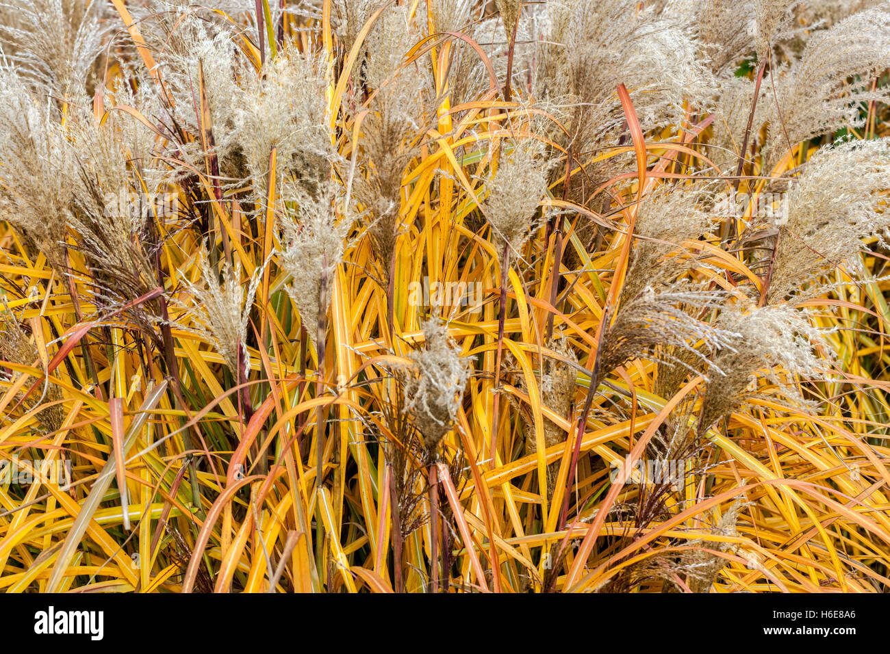 Chinesisches Silbergras gelber Herbst, Miscanthus sinensis 'Silberturm' Herbstgräser Miscanthus Grass Garden Ornamental Gräser Stockfoto