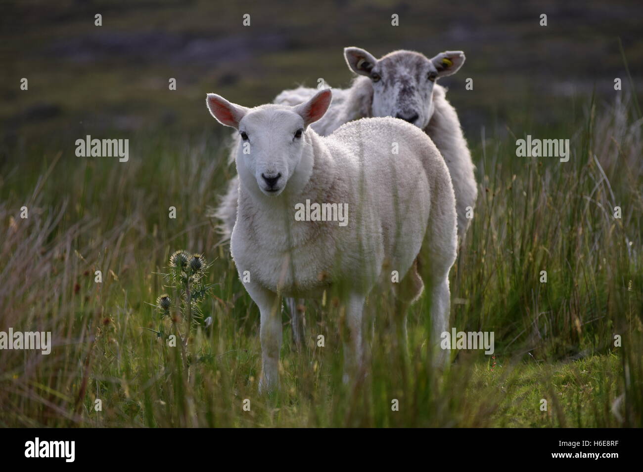 Zwei Schafe Kind und Mutter Stockfoto
