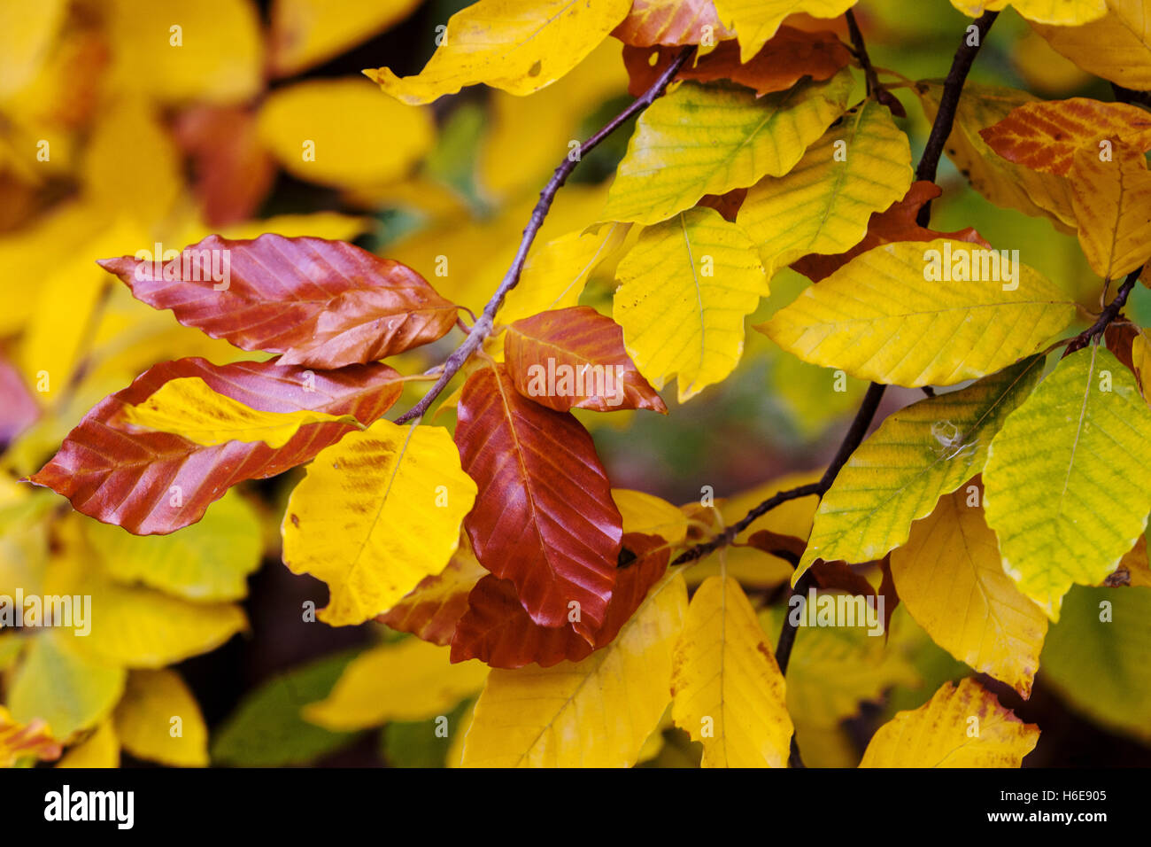 Fagus Grandifolia "Caroliniana", amerikanische Buche, Herbstfarben Stockfoto