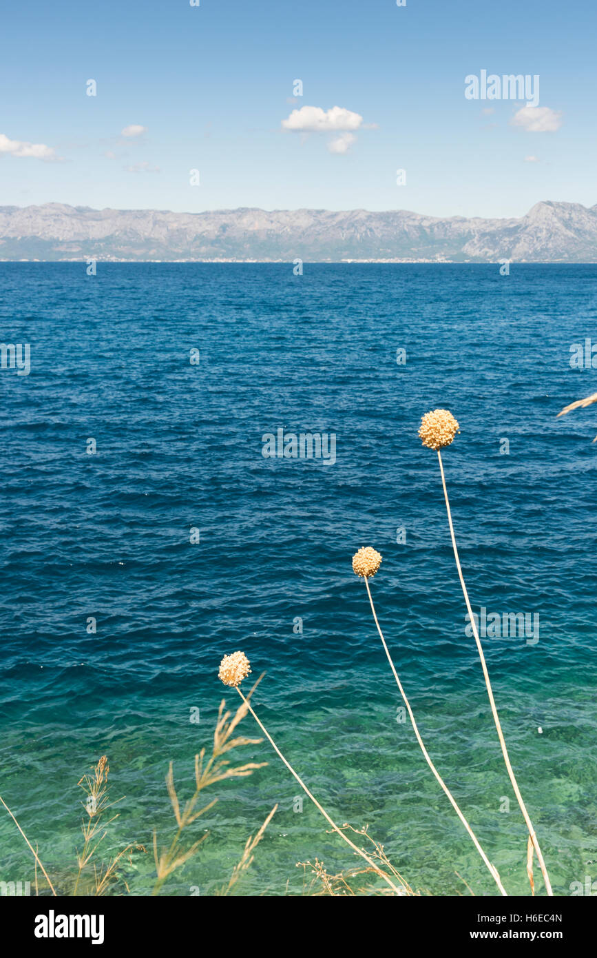 Allium-Pflanzen und wachsen an der Küste am Meer mit Blick auf die Adria bei Trpanj Croati seedheads Stockfoto