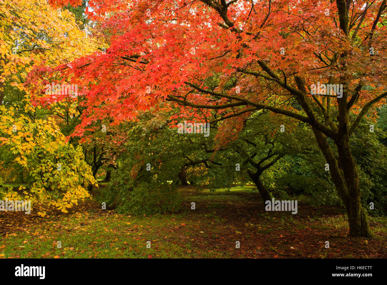 Herbst-Bäume am Westonbirt Arboretum, UK Stockfoto
