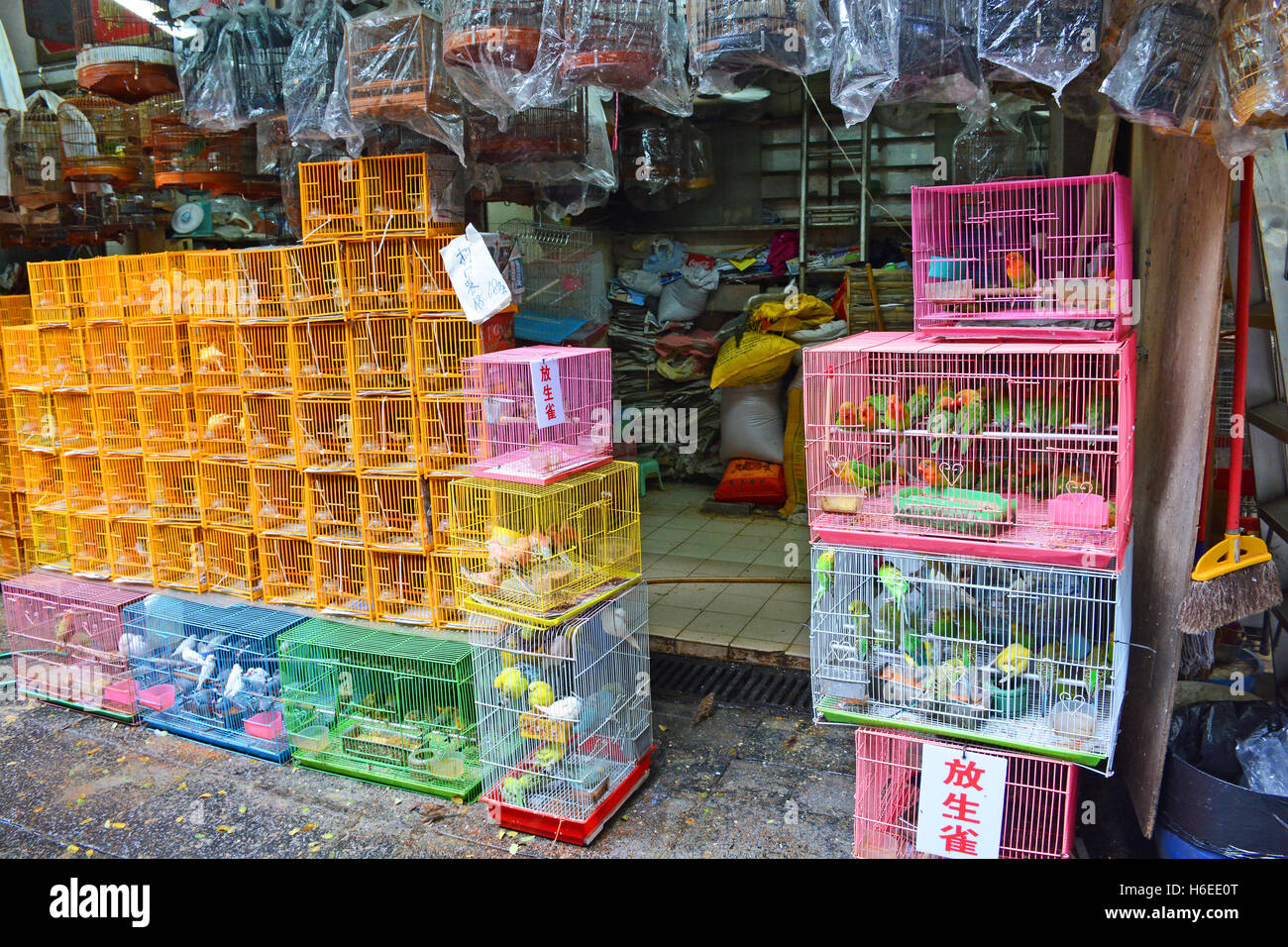 Vögel vertreiben Kowloon Hong Kong China Stockfoto
