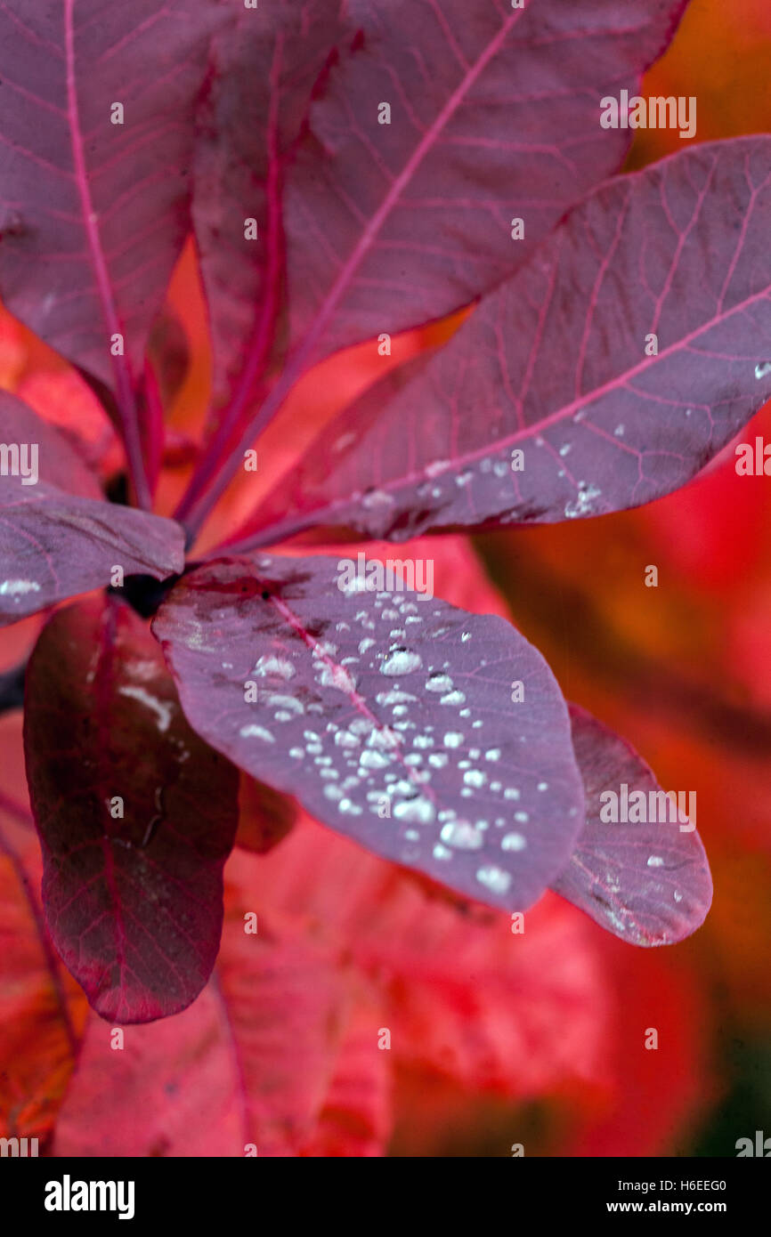 Cotinus coggygria Royal Purple Smoketree Herbstrote Blätter Tropfen Wassertropfen Blatt Stockfoto