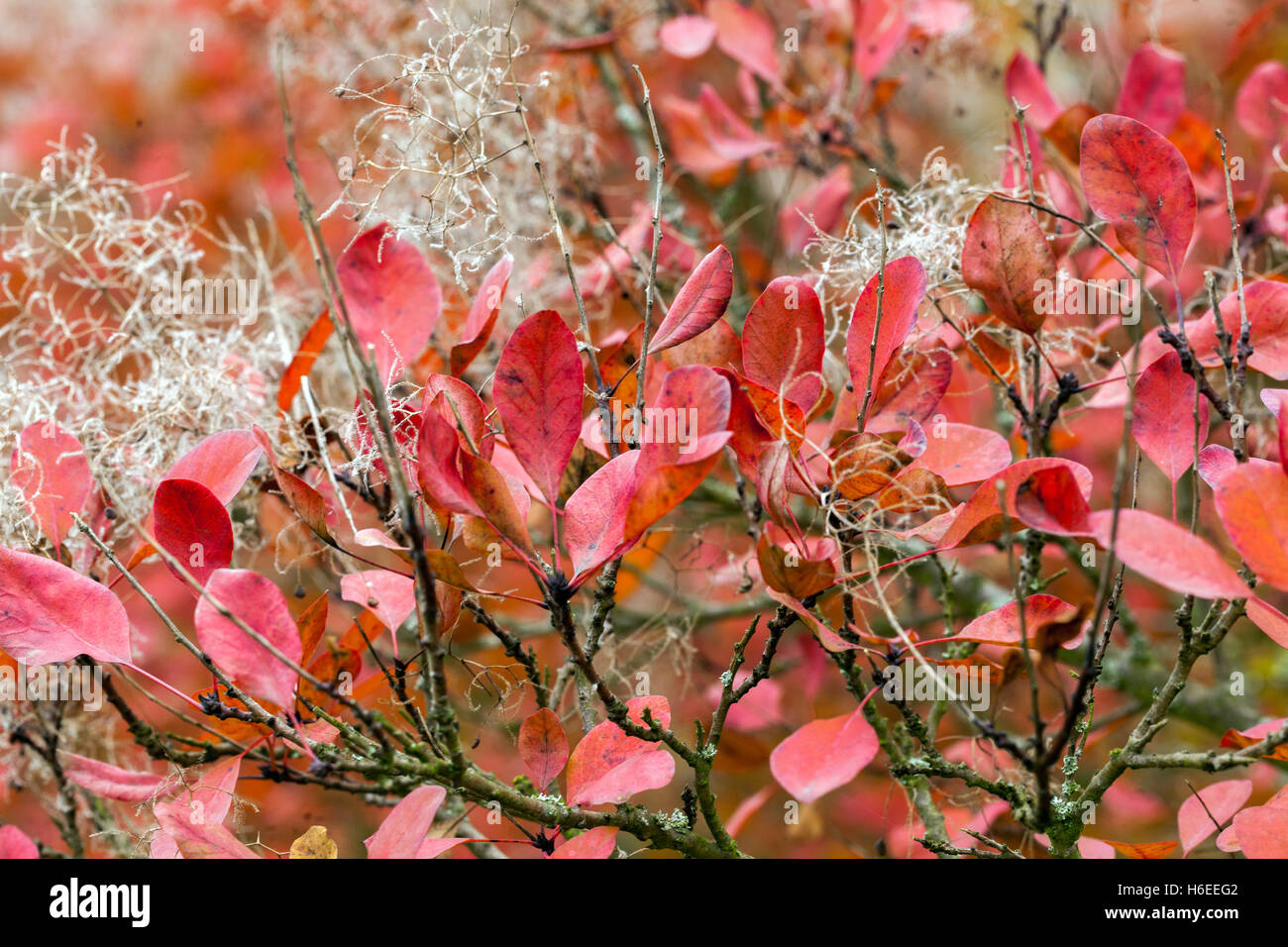 Cotinus Coggygria, Smoketree. Rauchen Busch Herbstlaub Stockfoto