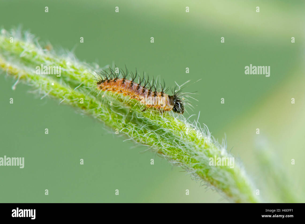 Sonora Metalmark Apodemia Mejicanus Molino-Becken, Santa Catalina Mountains, Arizona, USA 26. Oktober 2016 Stockfoto