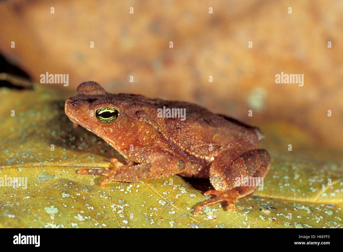 South American Common Toad Schädlingsbekämpfer Margaritifera Soberania Nationalpark, Provinz Colon, Panama 13. Mai 2002 Erwachsene B Stockfoto