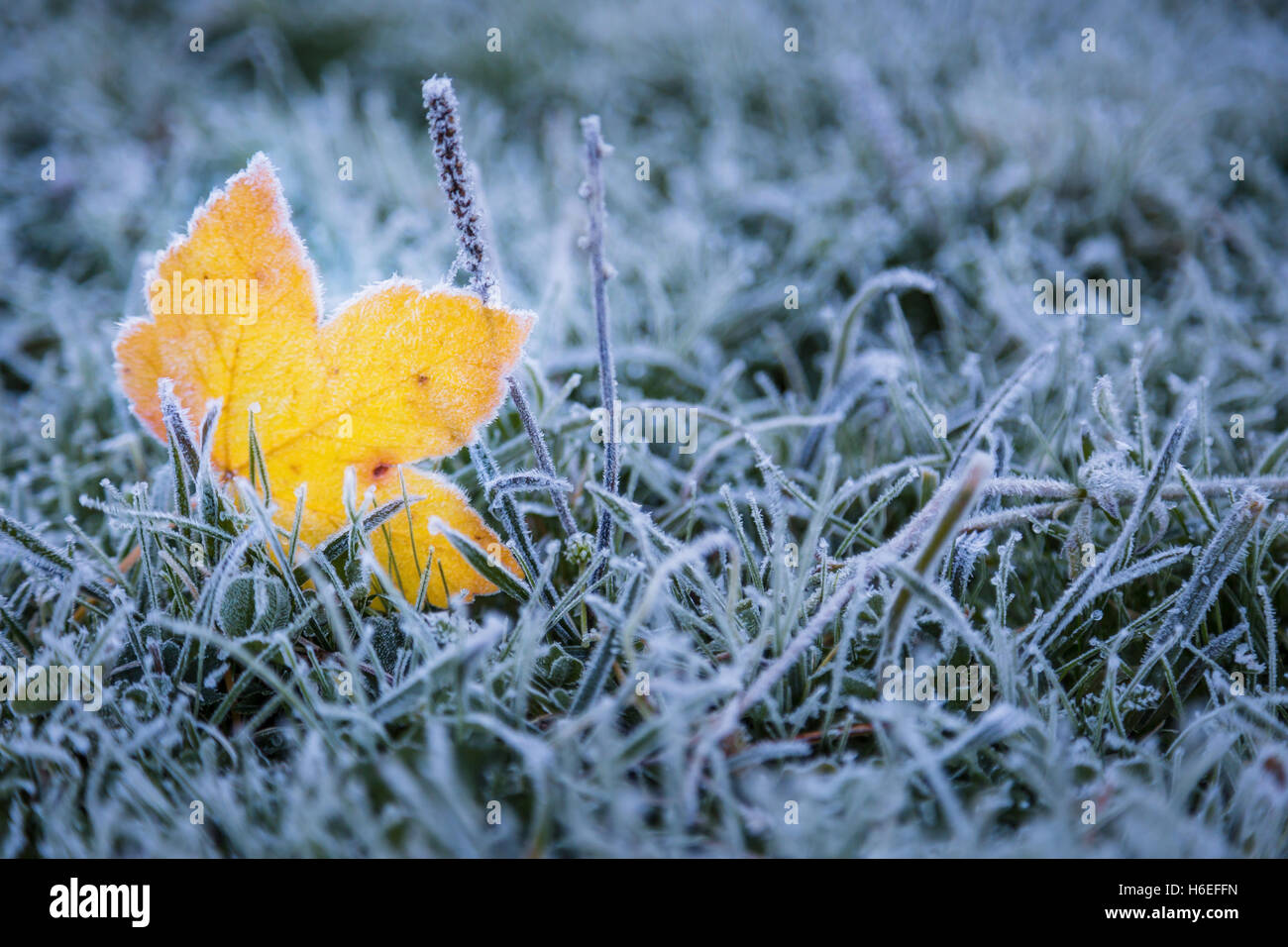 Ein gefrorener, gelben Ahorn lassen in die Gras. Stockfoto