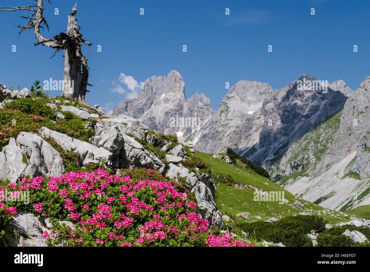 Alpenrosen blühen auf einer hohen Almwiese vor einem bergigen Hintergrund. Stockfoto