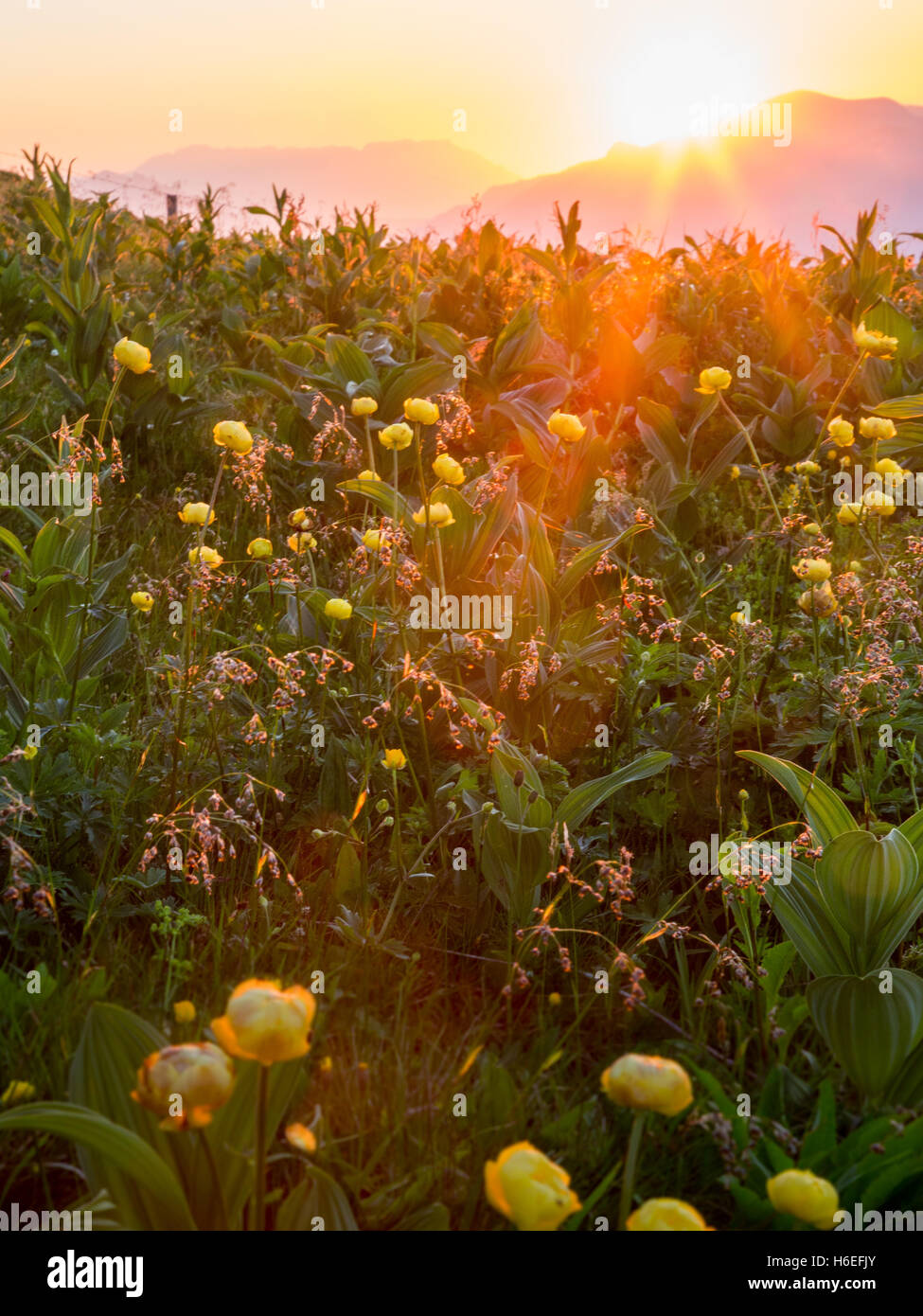 Die Sonne geht hinter den Bergen und strahlt ein warmes Licht über gelbe Blumen im Vordergrund. Stockfoto