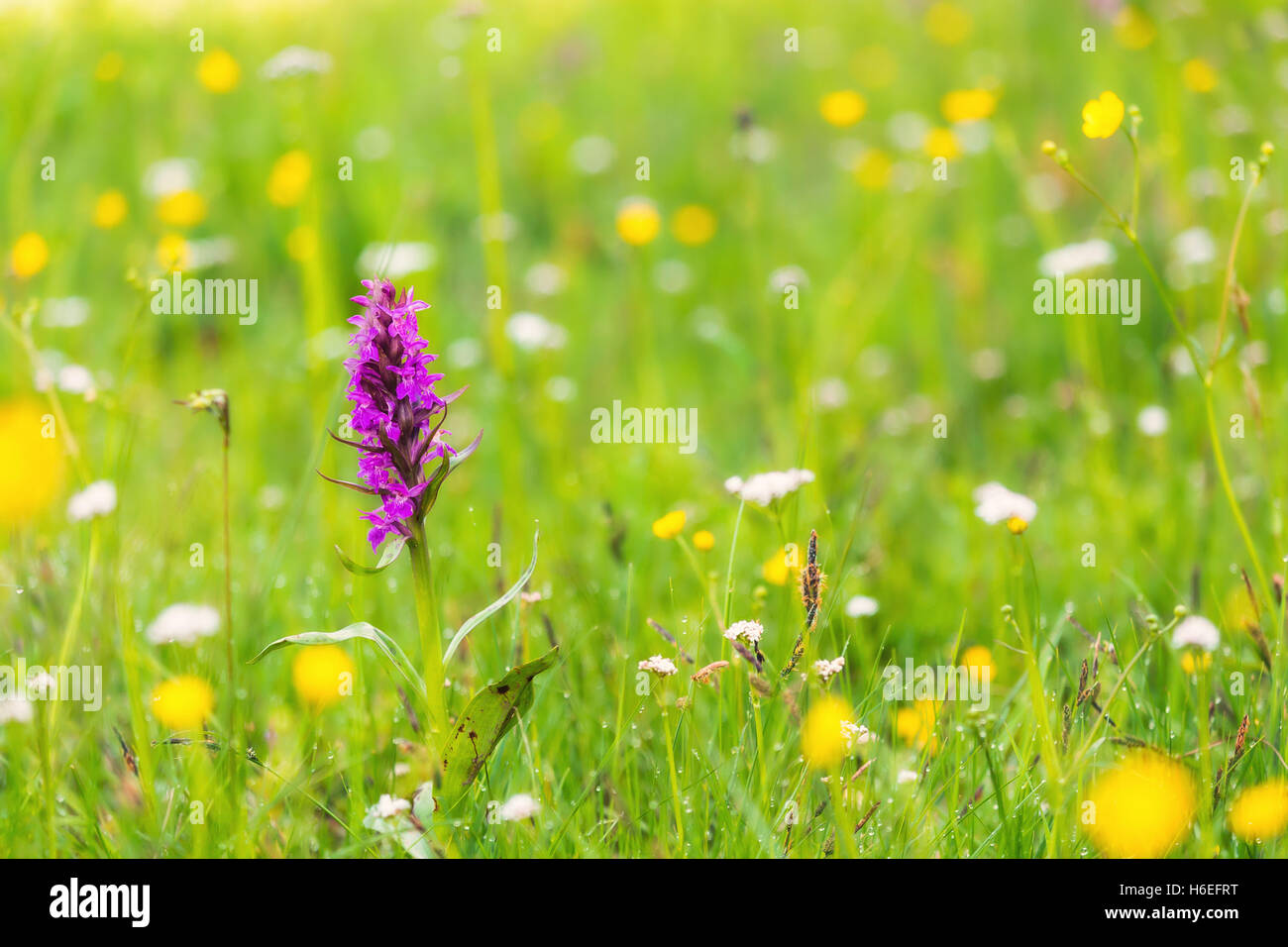 Eine einzelne lila Marsh Orchid Blumen zwischen Butterblumen auf einer Wiese. Die lila Orchidee hat einen starken Kontrast zu dem Grün und gelb. Stockfoto