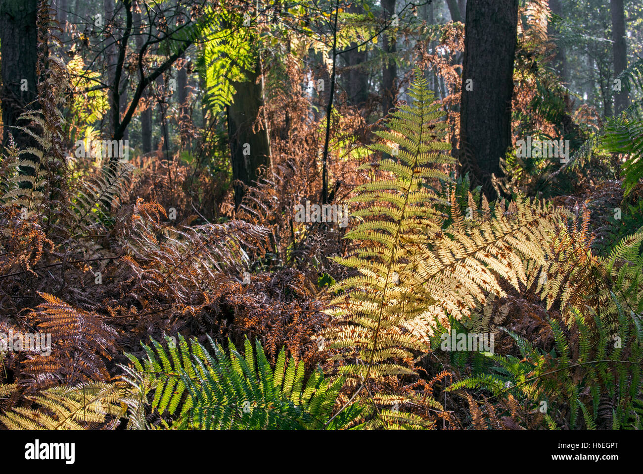 Bracken / eagle Farn Wedel (Pteridium Aquilinum) in Herbstfarben im Wald Stockfoto