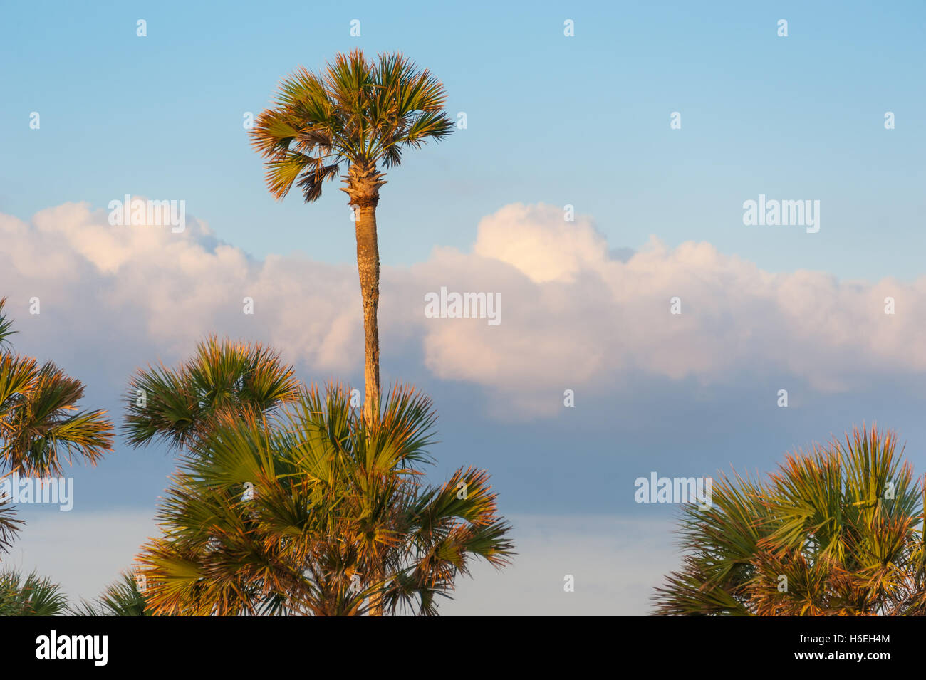 Sabal Palmen bei Sonnenaufgang in Ponte Vedra Beach, Florida, USA. Stockfoto