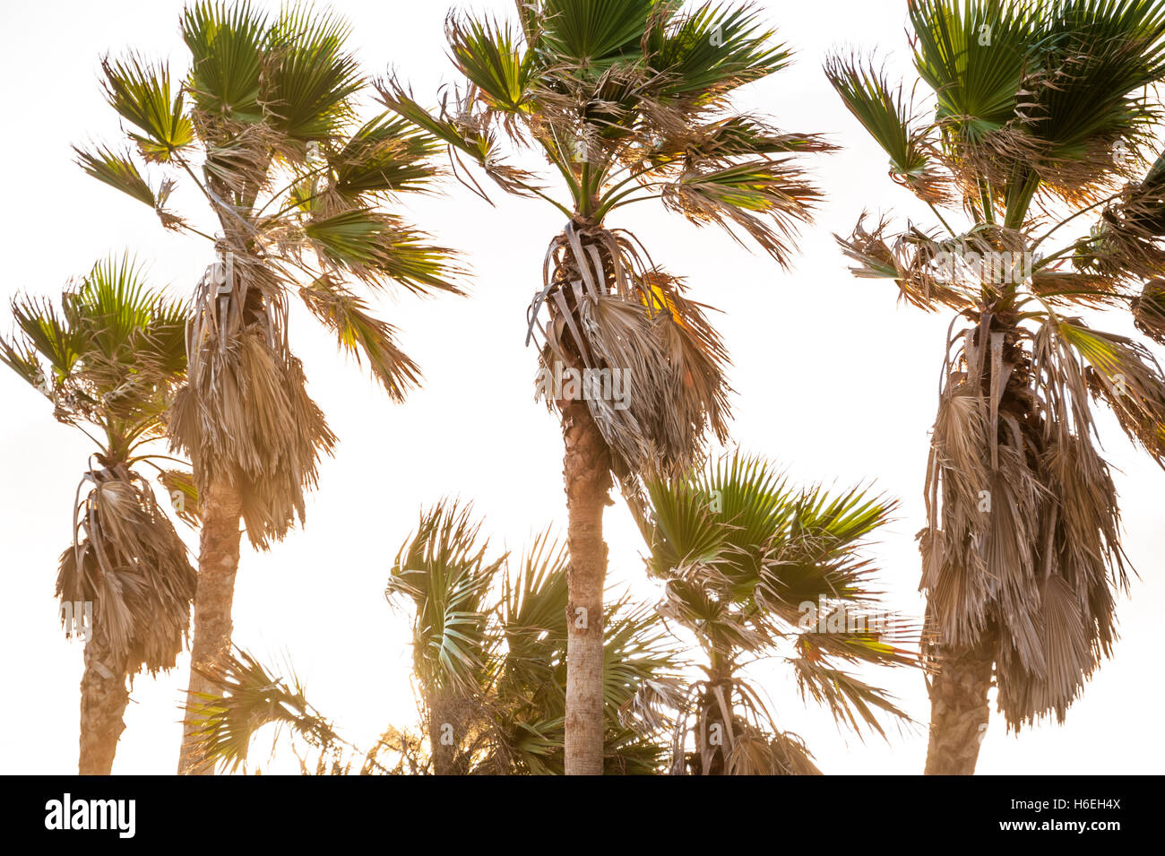 Sabal Palmen bei Sonnenaufgang in Ponte Vedra Beach, Florida. Die Sabal-Palme ist der Zustandbaum von Florida und South Carolina. (USA) Stockfoto