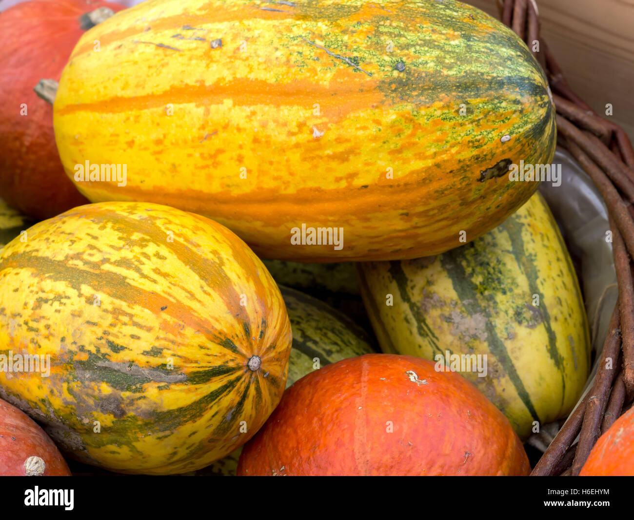 Haufen von riesigen Kürbisse Stockfoto