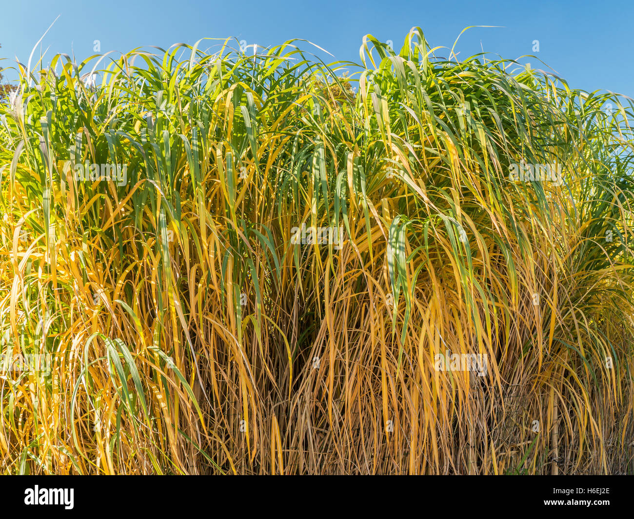 Büschel von Riesengras Miscanthus Stockfoto