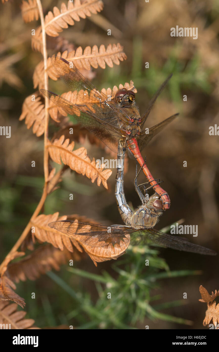 Gemeinsamen Darter Libelle (Sympetrum Striolatum) Paarung paar in Tandem-Anordnung Stockfoto