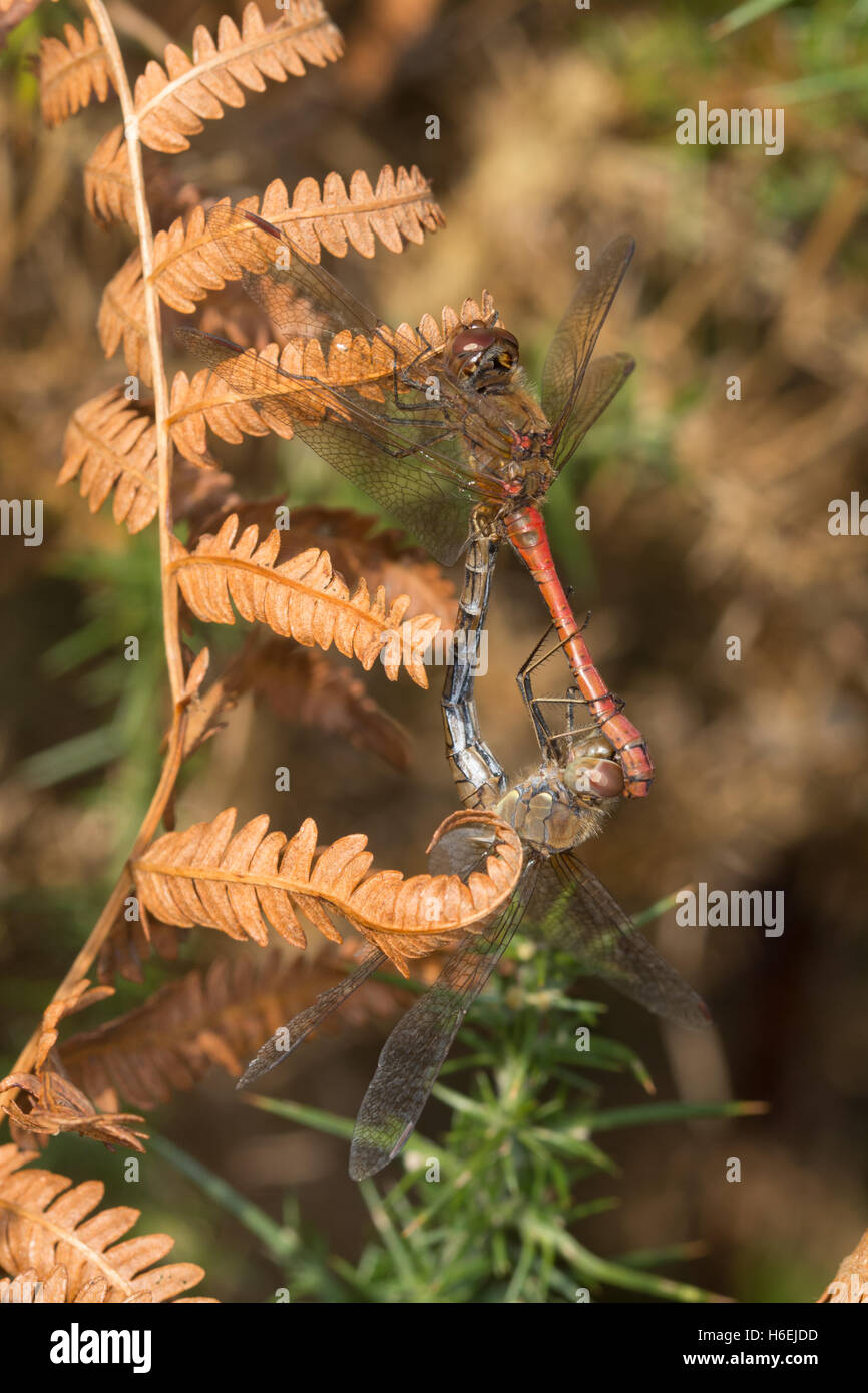 Gemeinsamen Darter Libelle (Sympetrum Striolatum) Paarung paar in Tandem-Anordnung Stockfoto