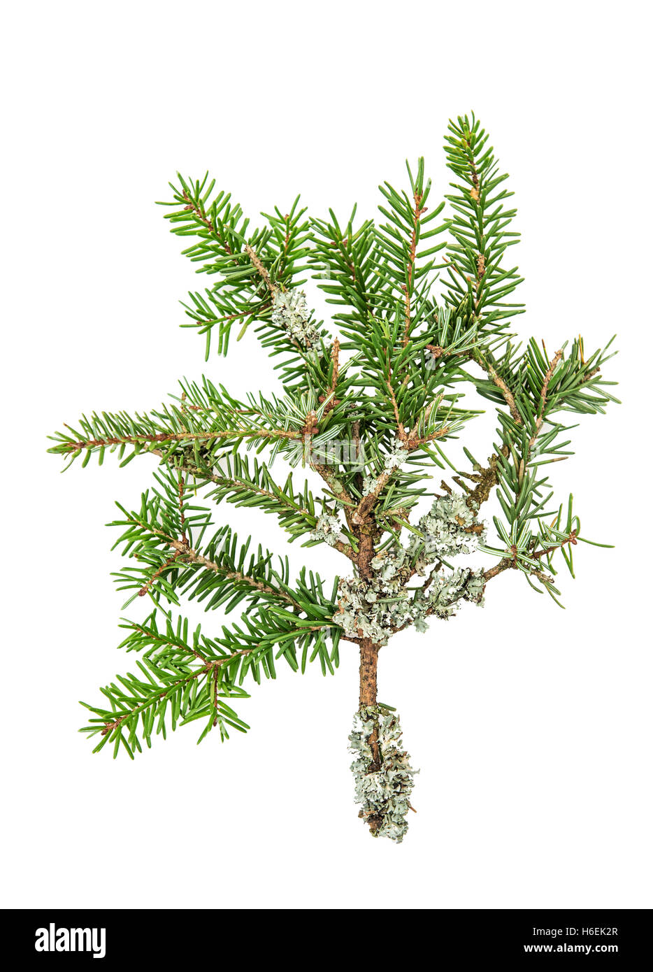 Kiefer-Zweig. Frische grüne Tanne. Weihnachtsbaum Äste isoliert auf weißem Hintergrund Stockfoto