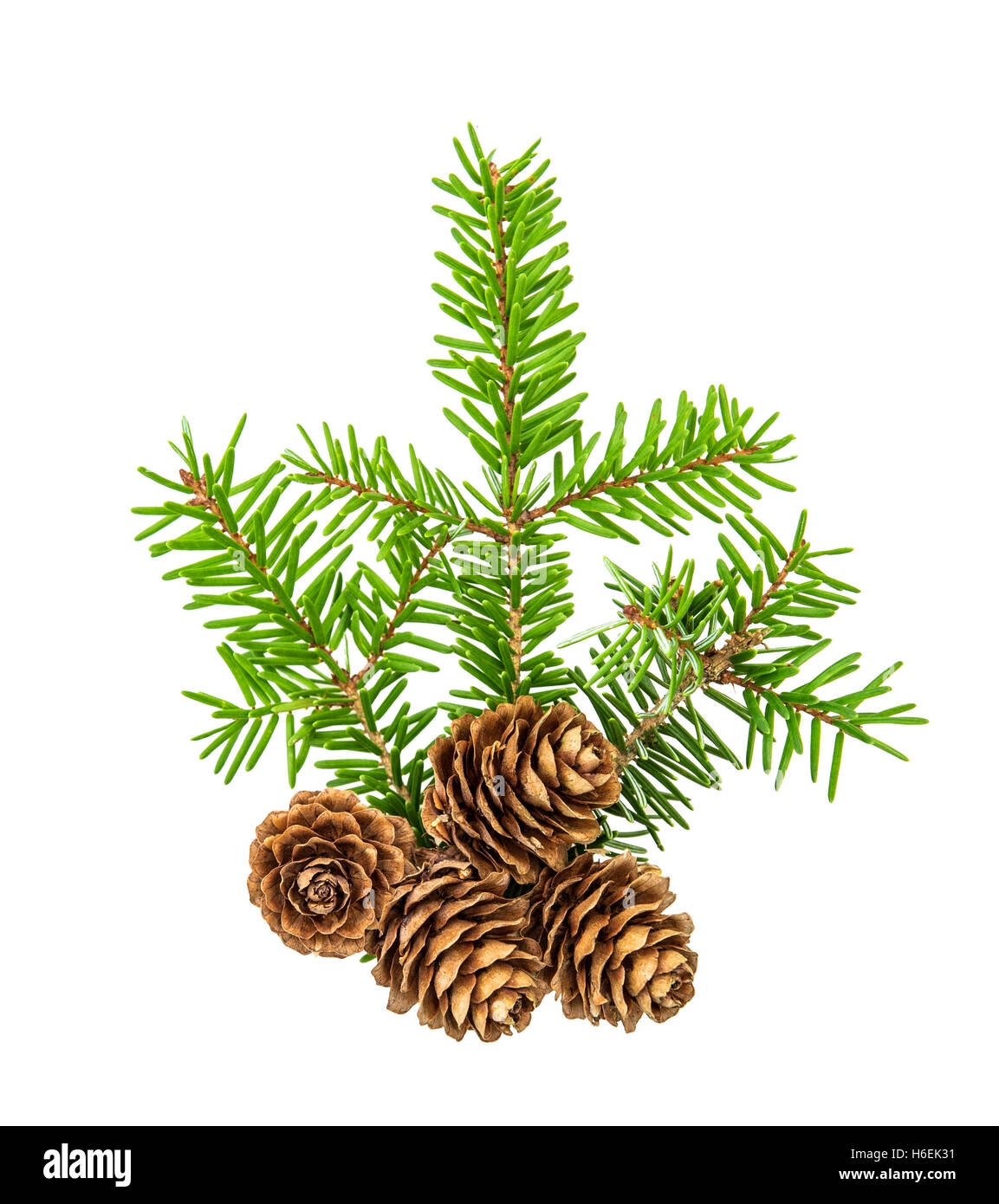 Weihnachtsbaum Äste isoliert auf weißem Hintergrund. Kiefer-Zweig mit Fichten. Frische grüne Tanne Stockfoto