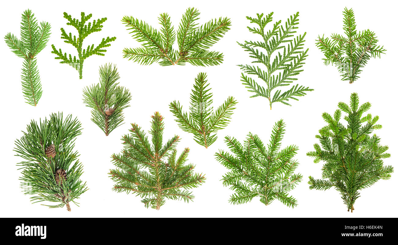 Satz von immergrünen Nadelwäldern Äste. Fichte, Kiefer, Thuja, Tannengrün, isoliert auf weißem Hintergrund Stockfoto