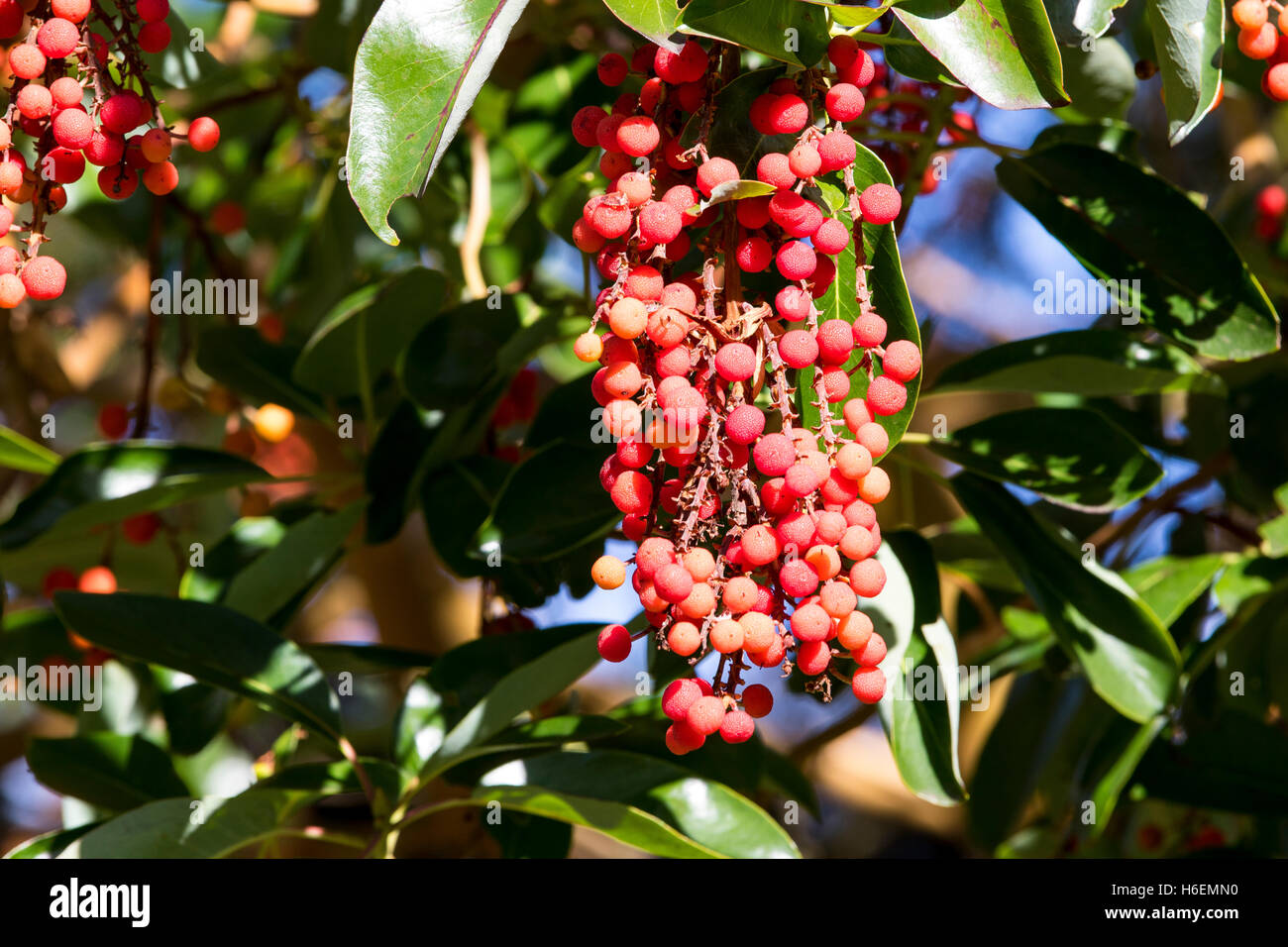 Madrone Baum, Pacific Madrone, Arbutus menziesii, Beeren, Obst. Stockfoto
