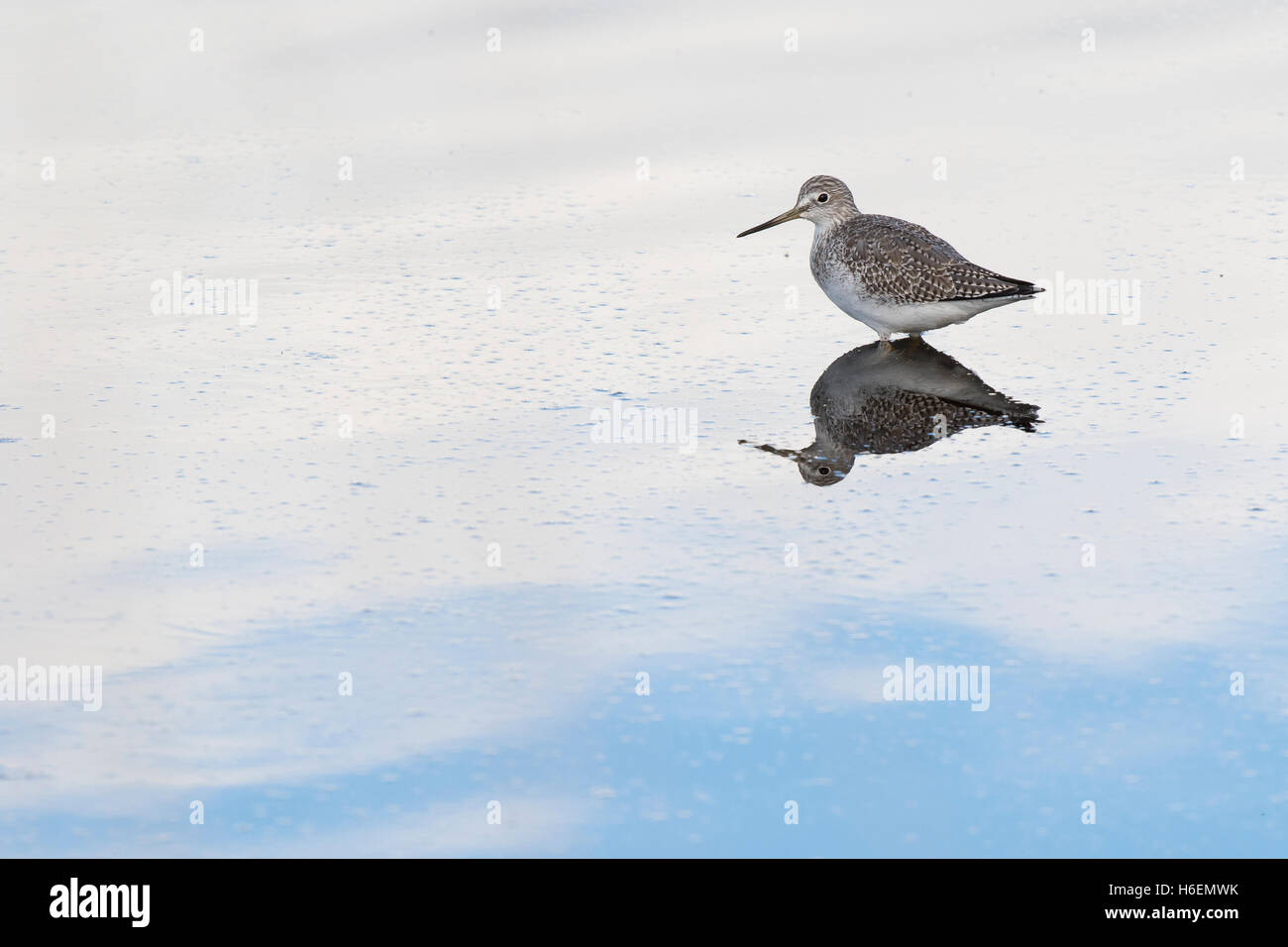 Sandpiper, Strandläufer, tringa Lalage, größere gelbe Beine, Vogel, shorebird Fütterung im Teich im Staat Washington, Puget Sound. Stockfoto