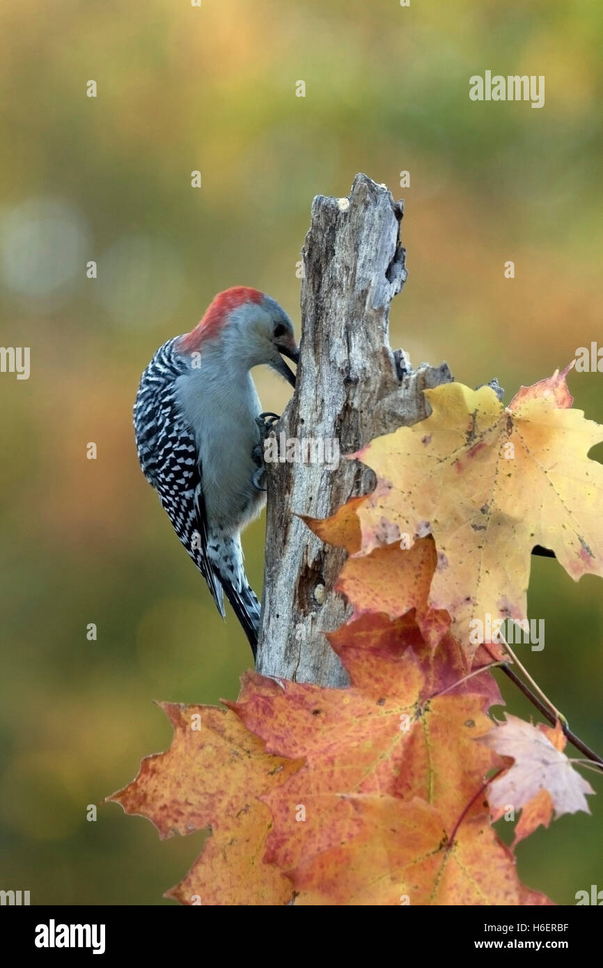 Rotbauch Specht sucht nach Essen auf verwitterten Post im Herbst Stockfoto