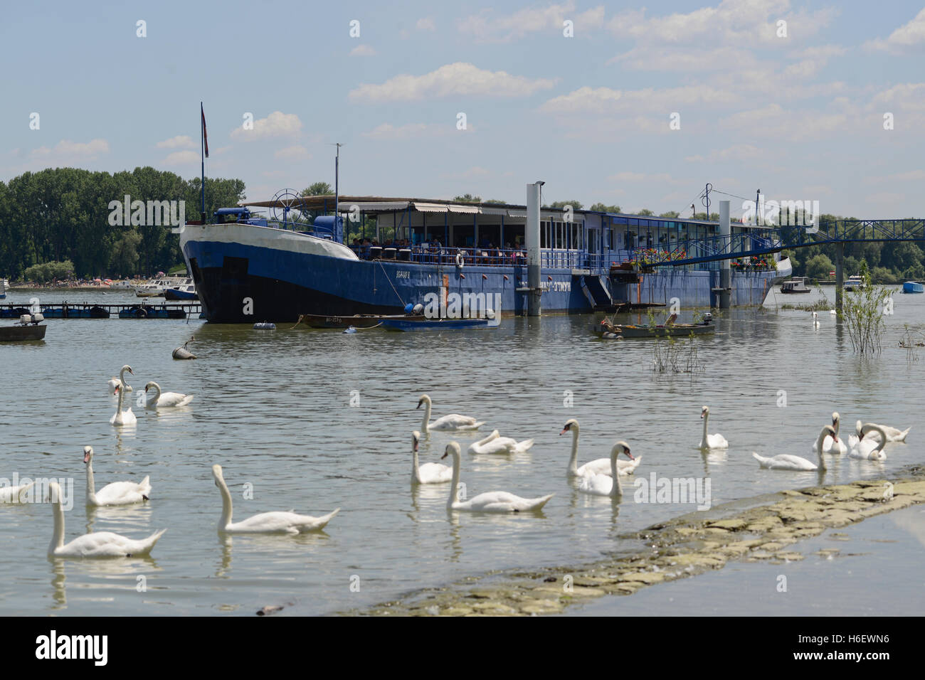 Mute weiße Schwäne (Cygnus Olor) im Fluss Sava, Belgrad, Serbien Stockfoto