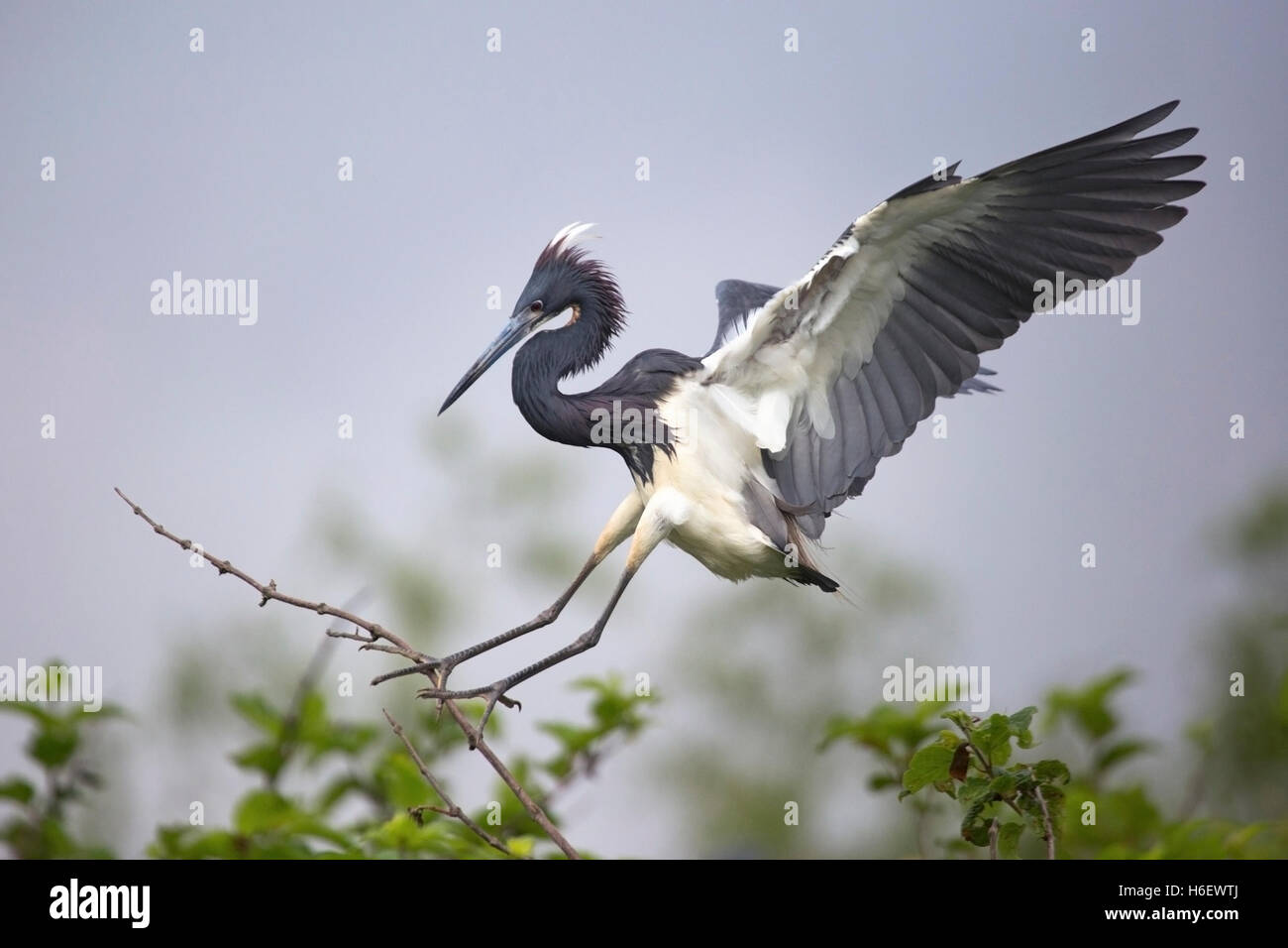 Tricolorierter Reiher (Egretta tricolor), der in einem Sumpfgebiet in Louisiana landete Stockfoto