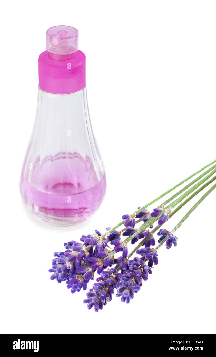 Lavendel Blume mit Spender isoliert auf weiss Stockfoto
