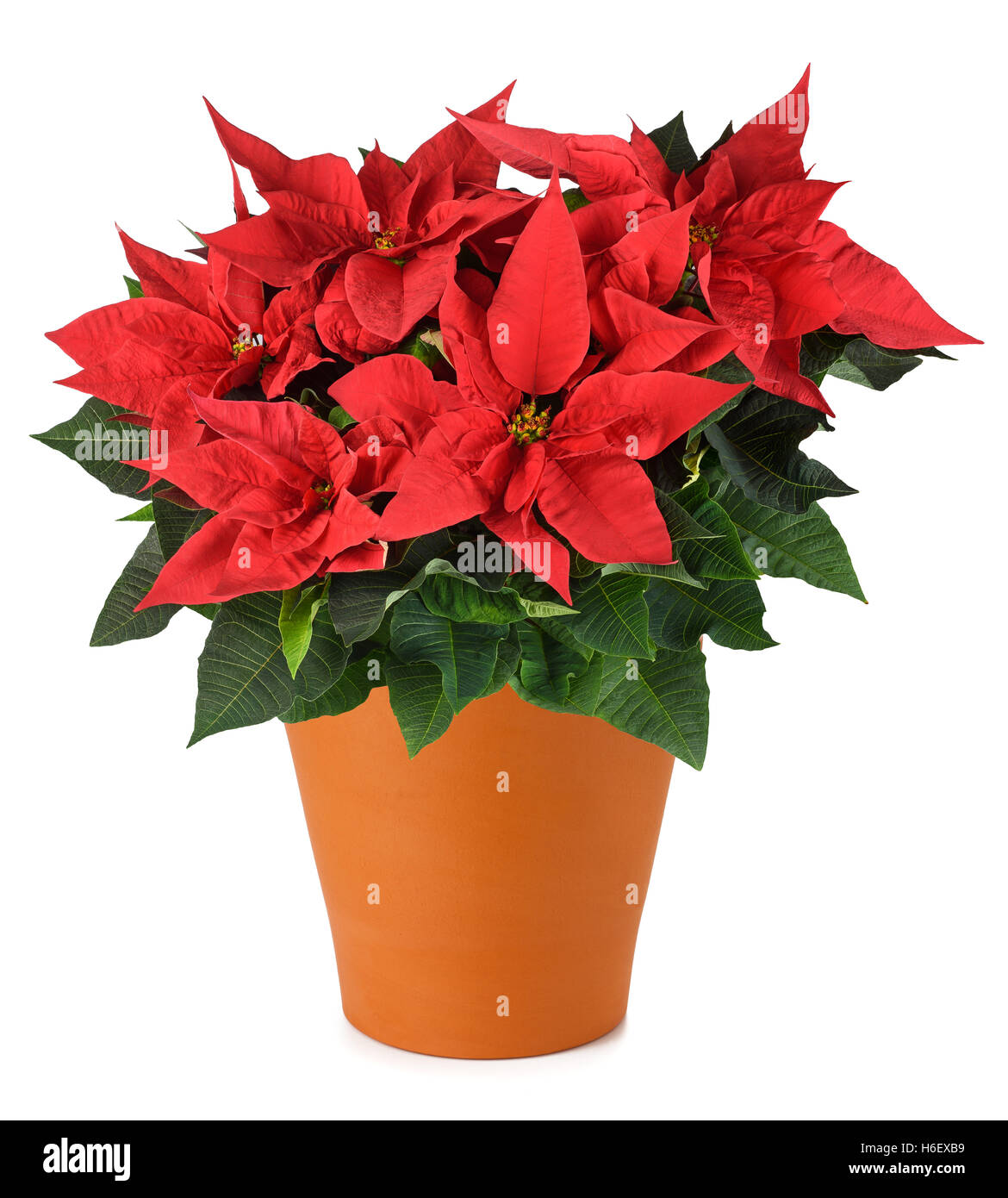 Roten Weihnachtsstern Pflanze in Holz Vase isoliert auf weiss  Stockfotografie - Alamy