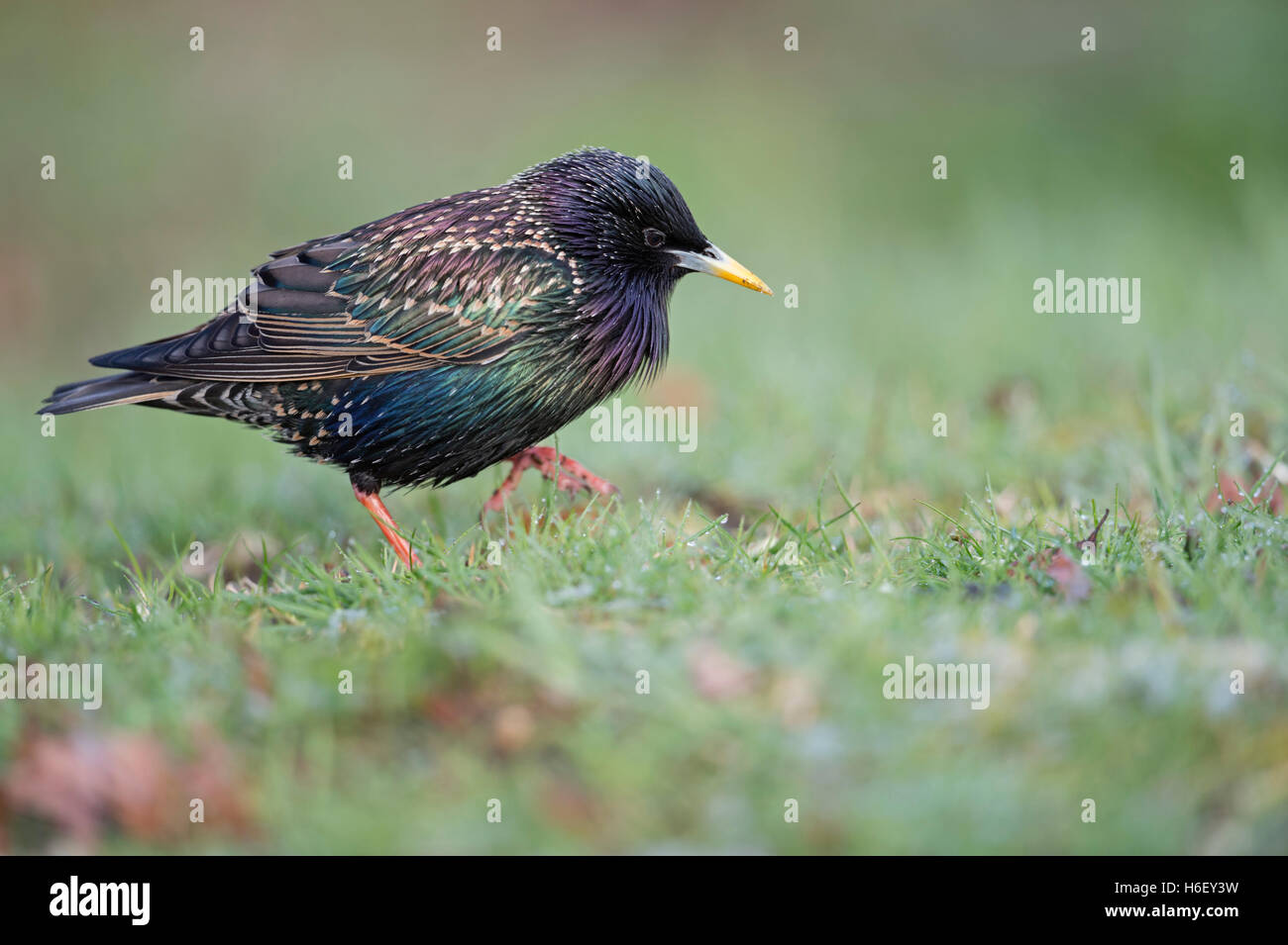 Sturnus vulgaris in bunten Zuchtkleidern, auf der Suche nach Nahrung, auf dem Boden, im Gras, Wandern, lustig, Tierwelt, Europa. Stockfoto