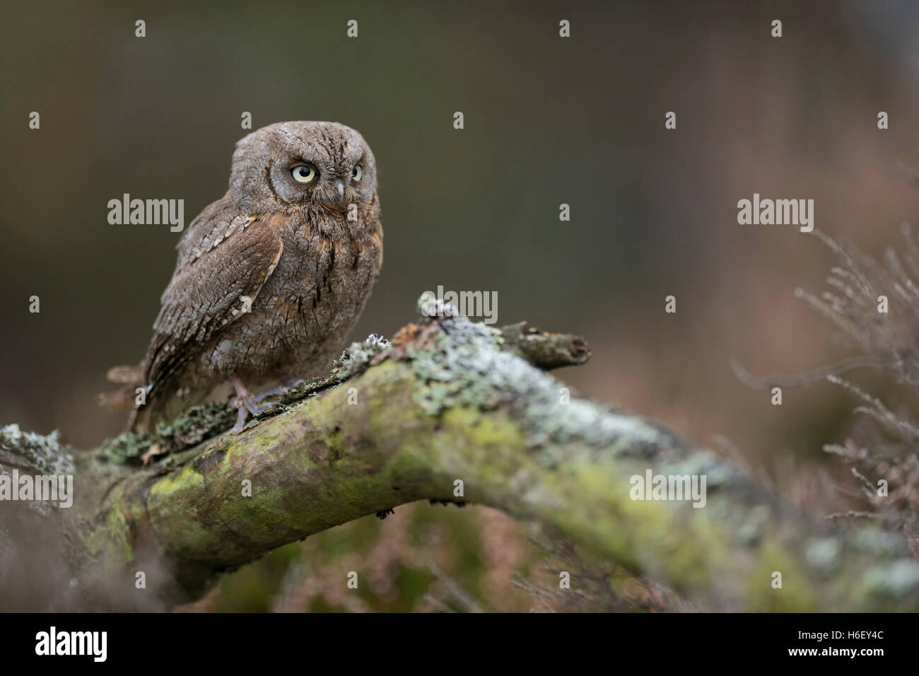 Eurasian Scops Eulen / Zwergohreule ( Otus scops ), auf einem gefallenen Baum, perfekte Tarnung, sieht wütend aus, lustiger kleiner Vogel, Europa. Stockfoto