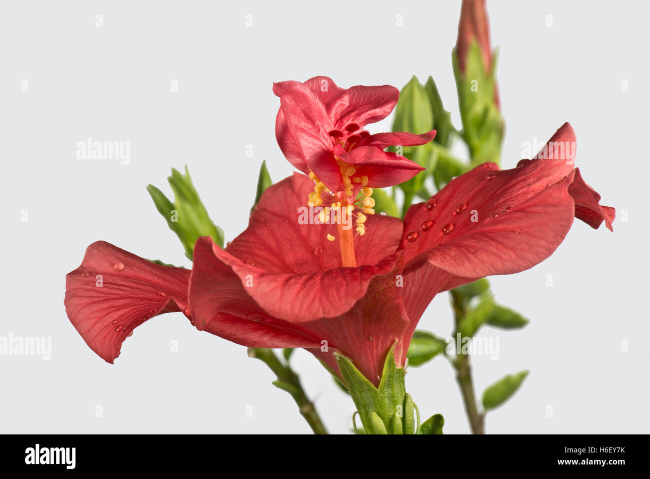 Eine Blume von Hibiscus Rosa-Sinensis, wo der Stil Blütenblatt wie Strukturen zwischen den Staubblättern entwickelt hat Stockfoto
