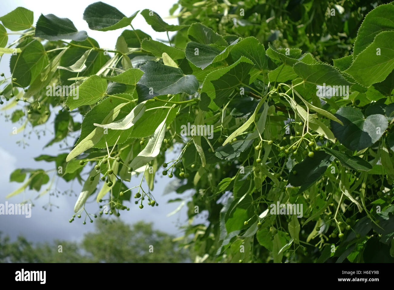 Lime Tree, Tilia X europaea, Blätter und Früchte auf einem ausgewachsenen Baum in einem Park in London, Juni Stockfoto