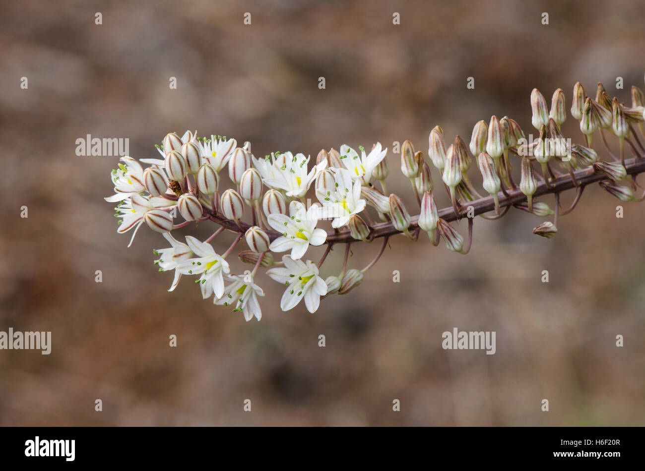 Drimia Maritima, Meer Blaustern, Meer Zwiebel, Pflanzen in Blüte, Andalusien, Spanien. Stockfoto