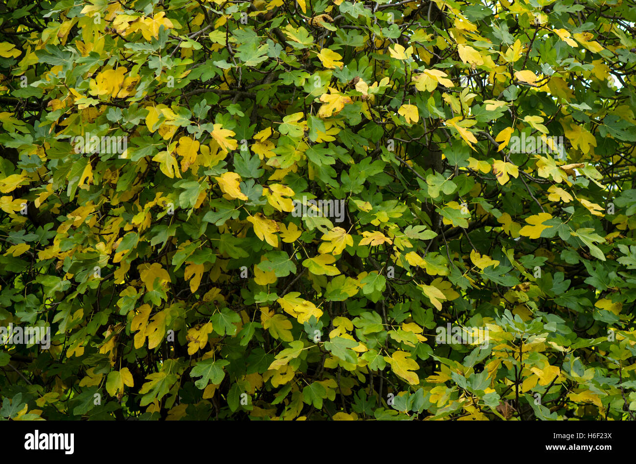 Muster der Feigenbaum Blätter im Herbst, Spanien (Ficus Carica). Stockfoto