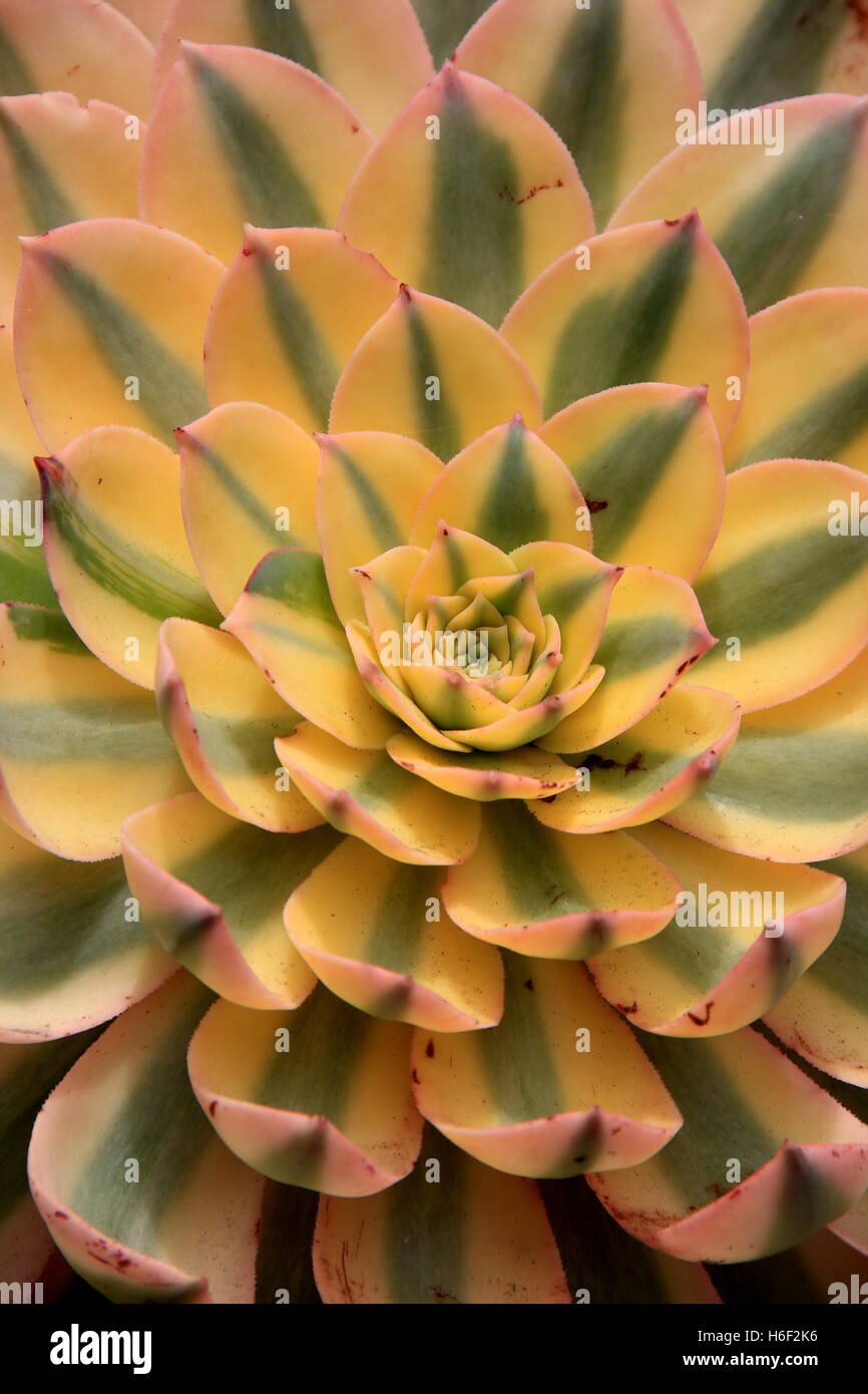Vertikale Bild von wunderschönen saftigen mit bunten Markierungen auf dicken verschlankten Blättern, eine beliebte Pflanze für Gärtner überall. Stockfoto