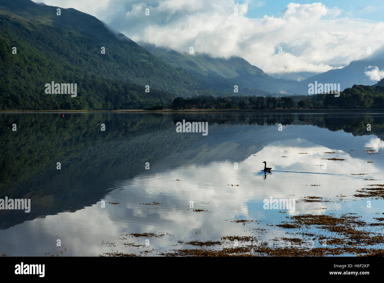 Ein Vogel auf Loch Crerans in Argyll, Schottland Stockfoto
