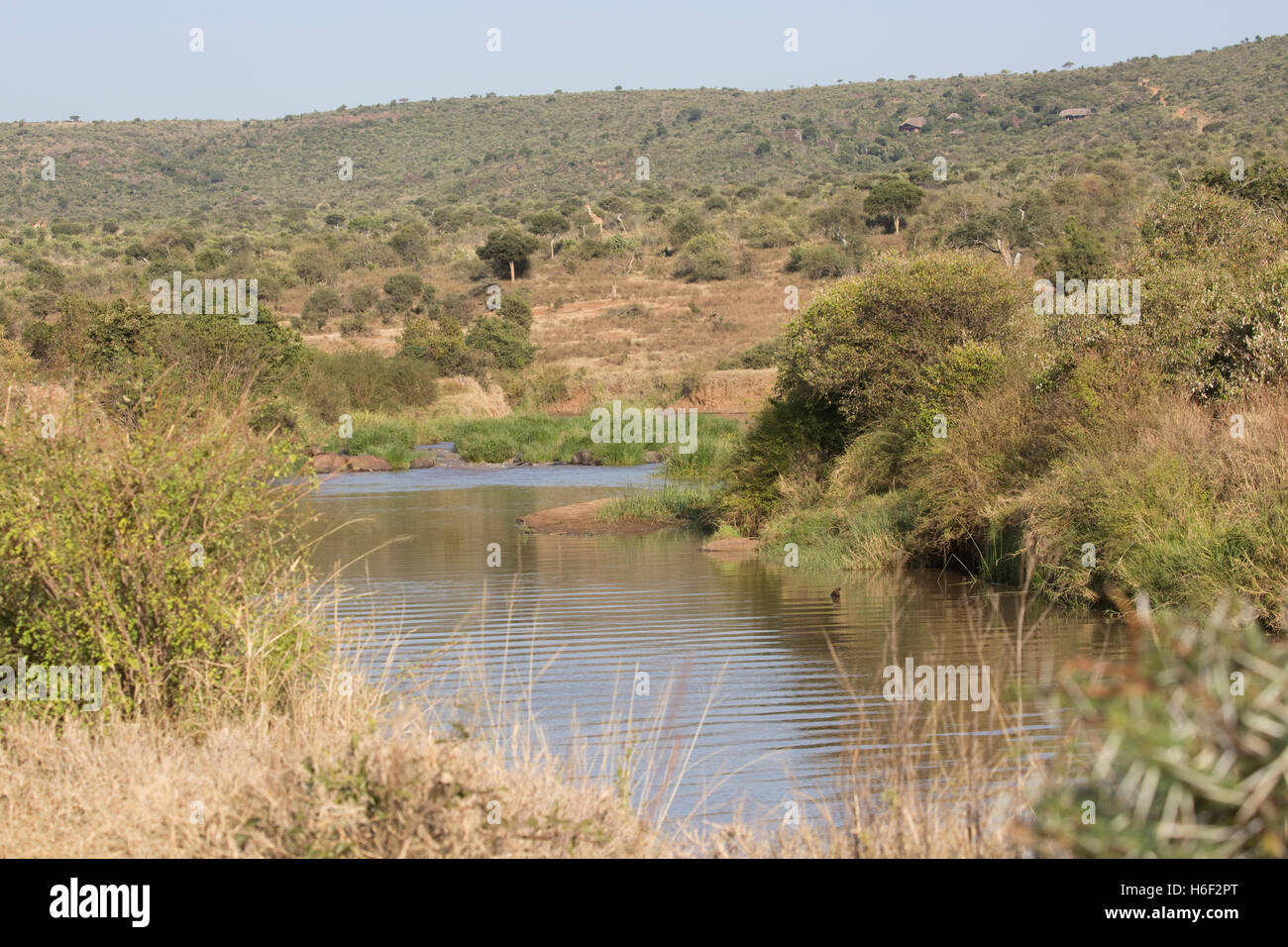 Ewaso Narok Fluss Trockengebieten Savannenlandschaft Laikipia Plateau in der Nähe von Nanyuki Kenia Stockfoto