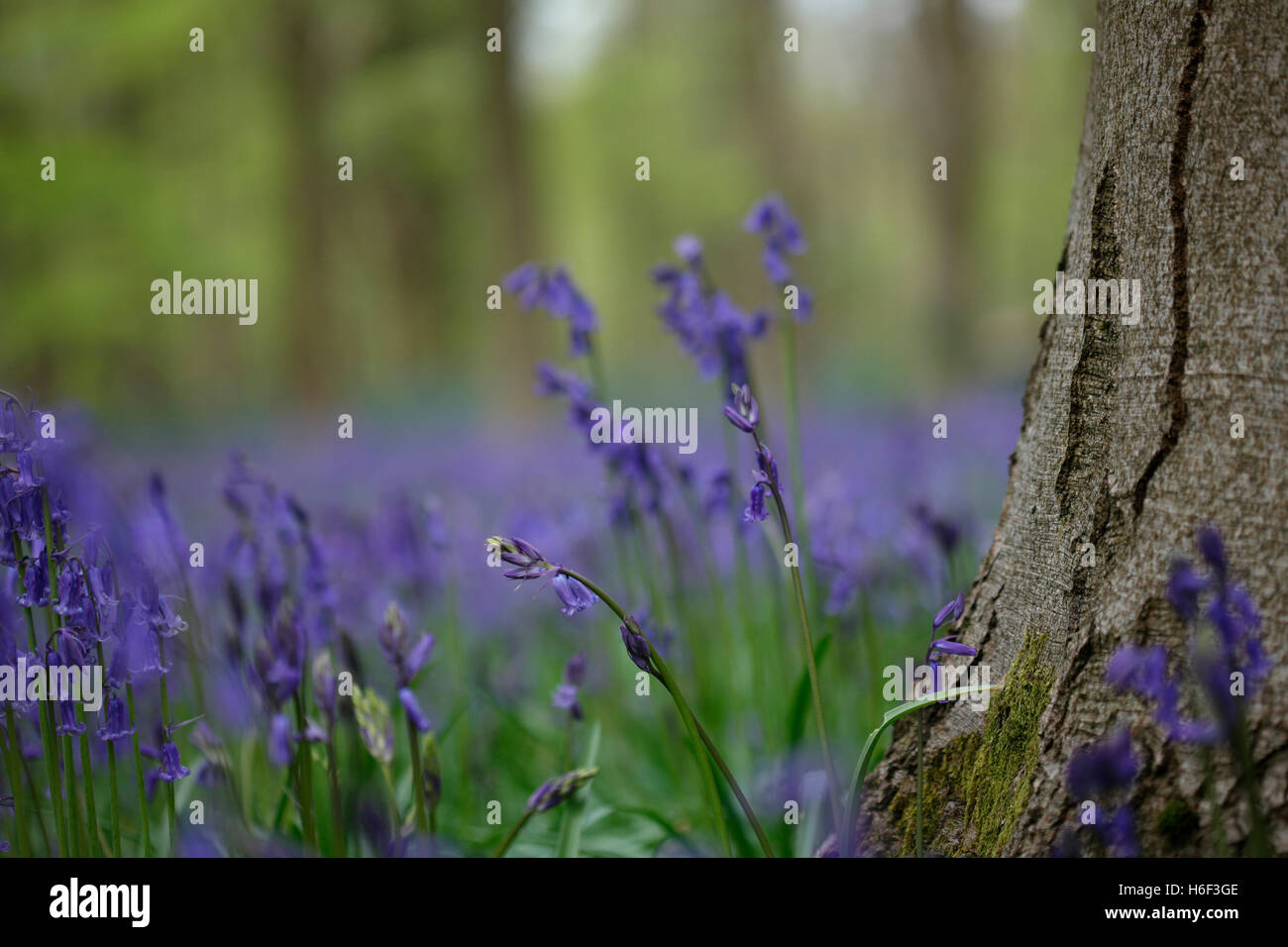 schönen Frühling Bluebell Holz - Erinnerung Jane Ann Butler Fotografie JABP1673 Stockfoto