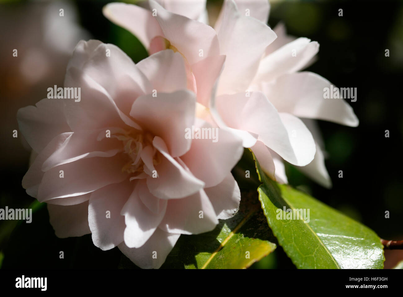 schöne blass rosa Kamelie blüht, ein Frühlings-Favorit Jane Ann Butler Fotografie JABP1667 Stockfoto