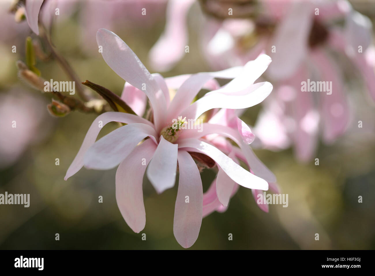 wunderbare blass rosa Magnolia Loebneri 'Leonard Messel' - atemberaubende Frühjahrsblüte Jane Ann Butler Fotografie JABP1670 Stockfoto