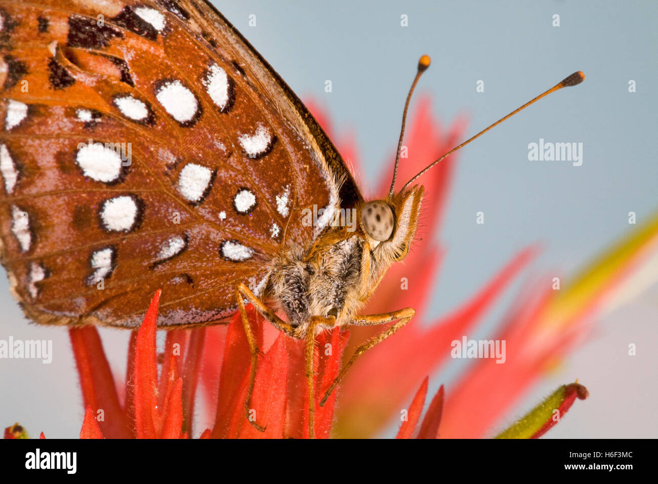 Ein Fritillary Schmetterling auf der Suche nach Nektar in einer Indian Paintbrush Wildblumen entlang der oberen Deschutes River in Zentral-Oregon. Stockfoto