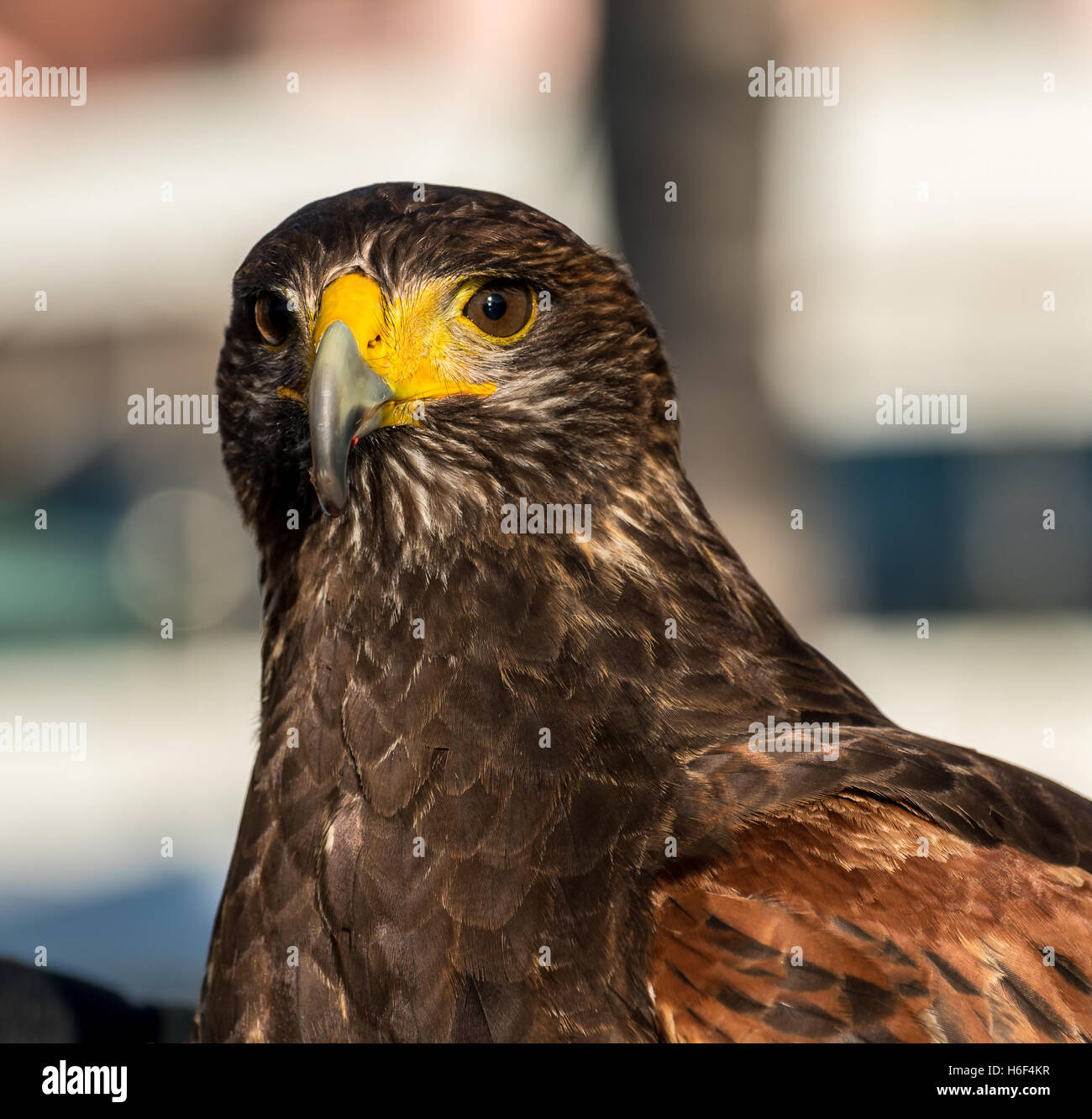 Nahaufnahme eines 2 Jahre alten weiblichen Harris Hawk zeigt Detail Augen und Schnabel Stockfoto