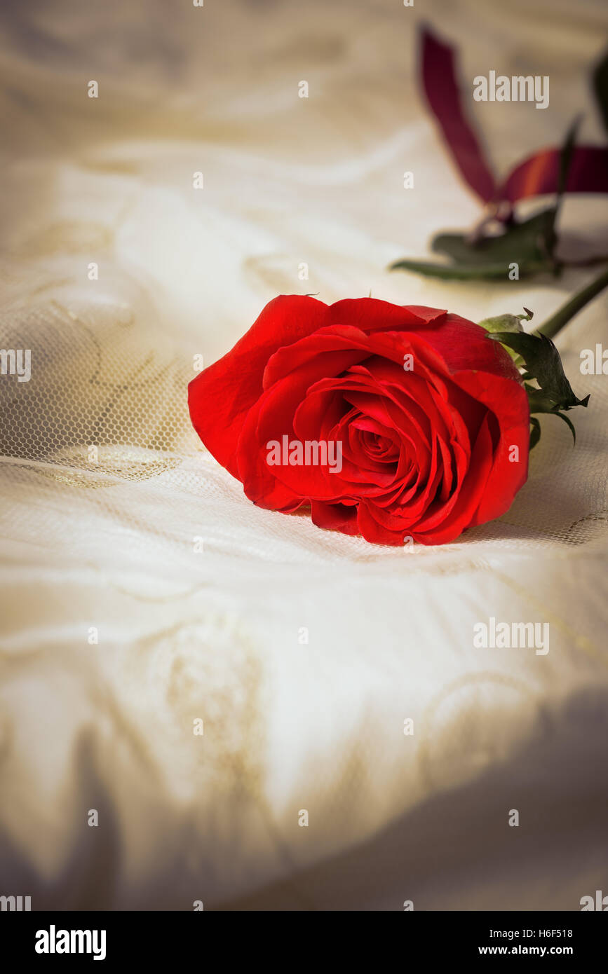 Einzelne rote Rose auf Spitzen-Brautkleid Stockfoto