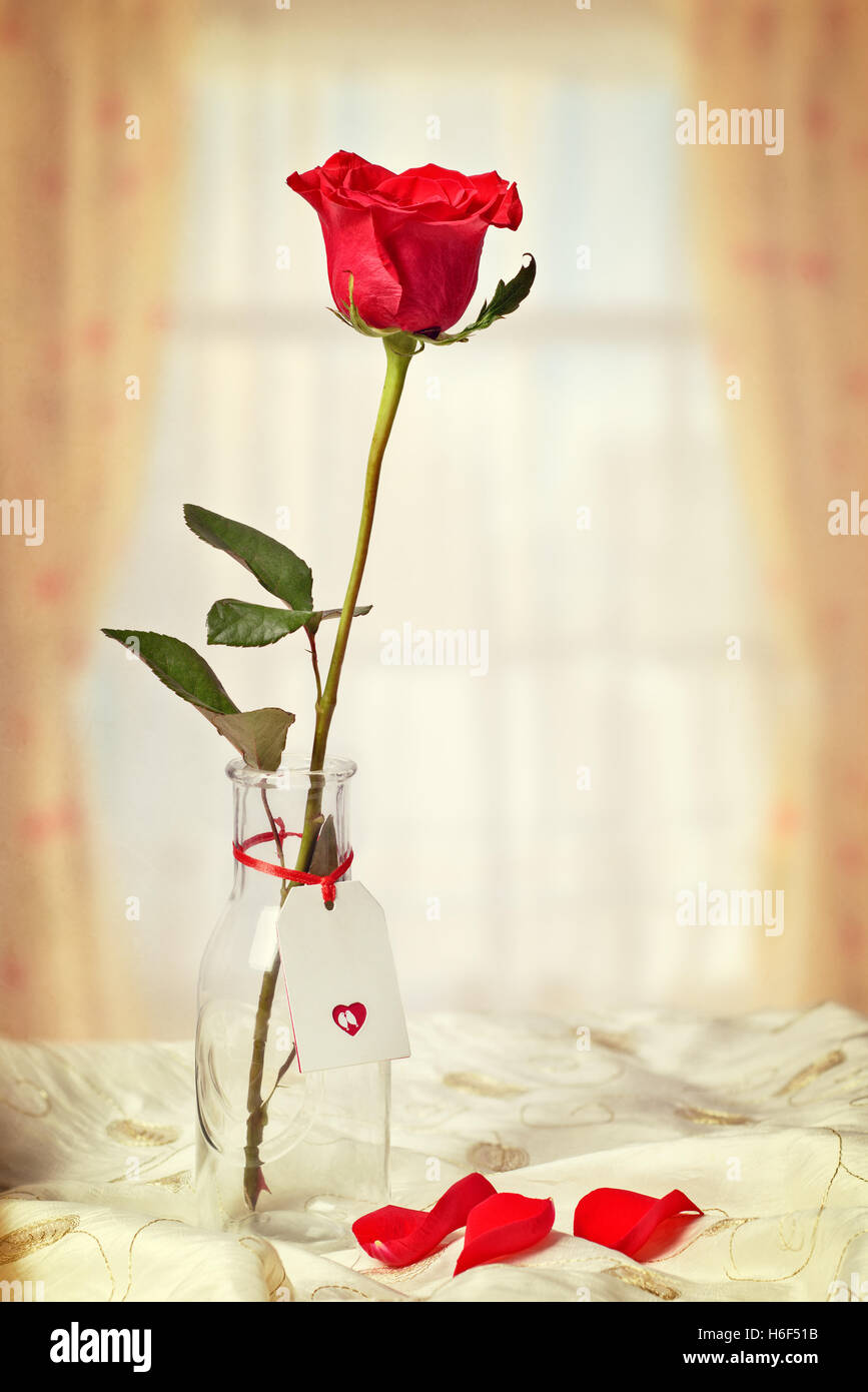 Einzigen Stamm rote rose in Glasflasche gegen ein Fenster mit abgefallene Blütenblätter Stockfoto