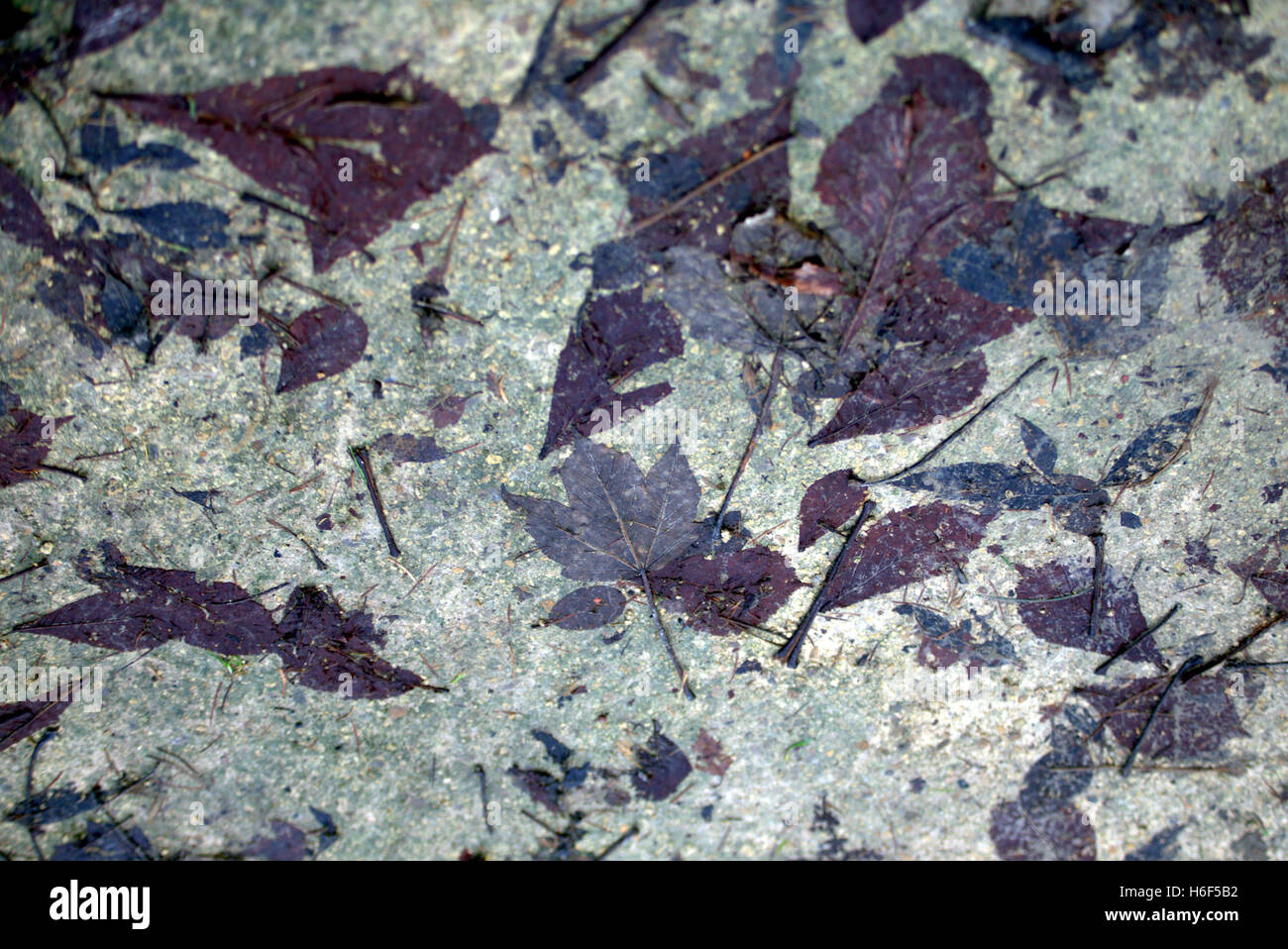 Abstrakte Blatt Hintergründe Laub auf dem Waldboden Stockfoto