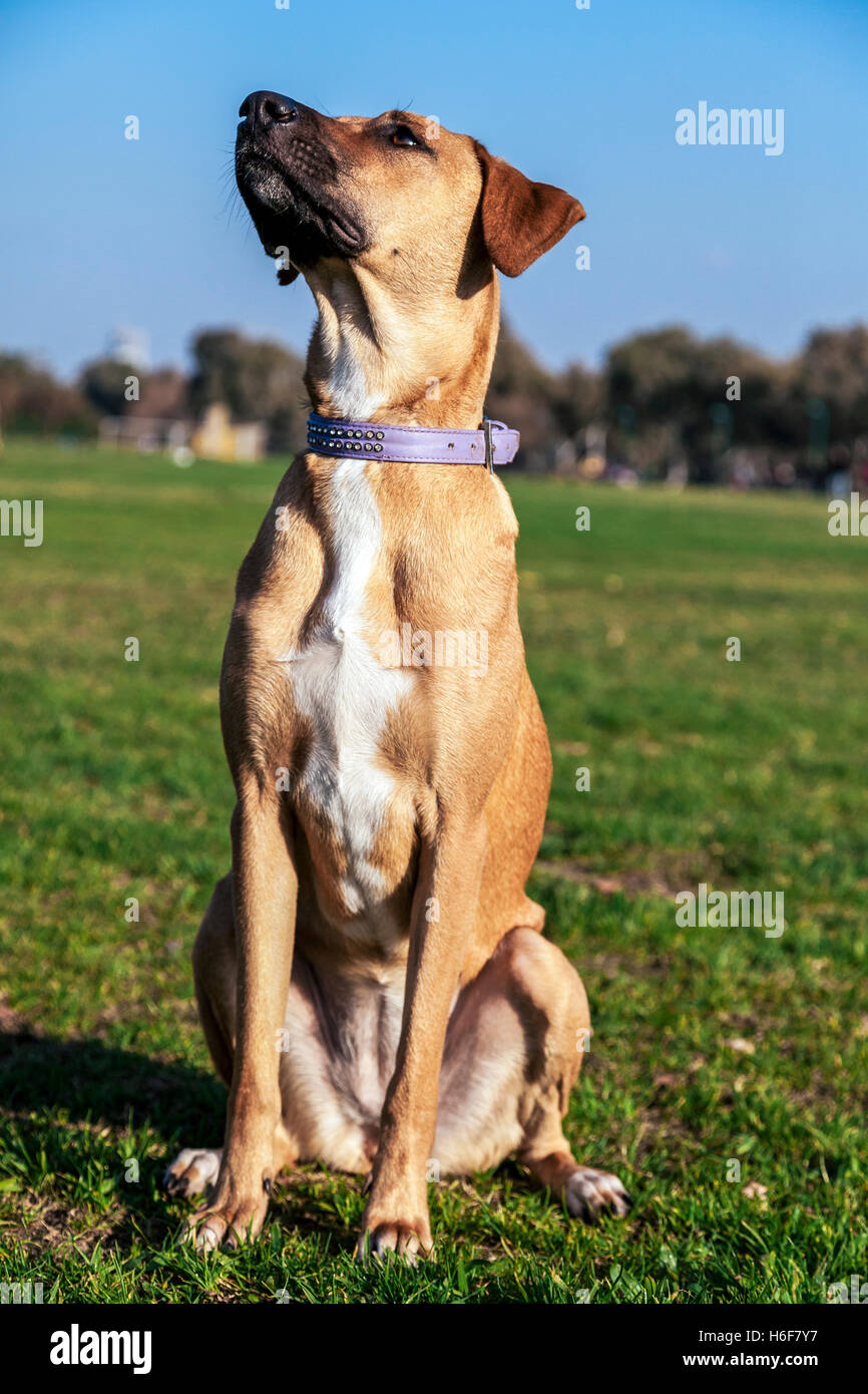 Porträt von einem Mischling Hund sitzt in einem Park. Stockfoto